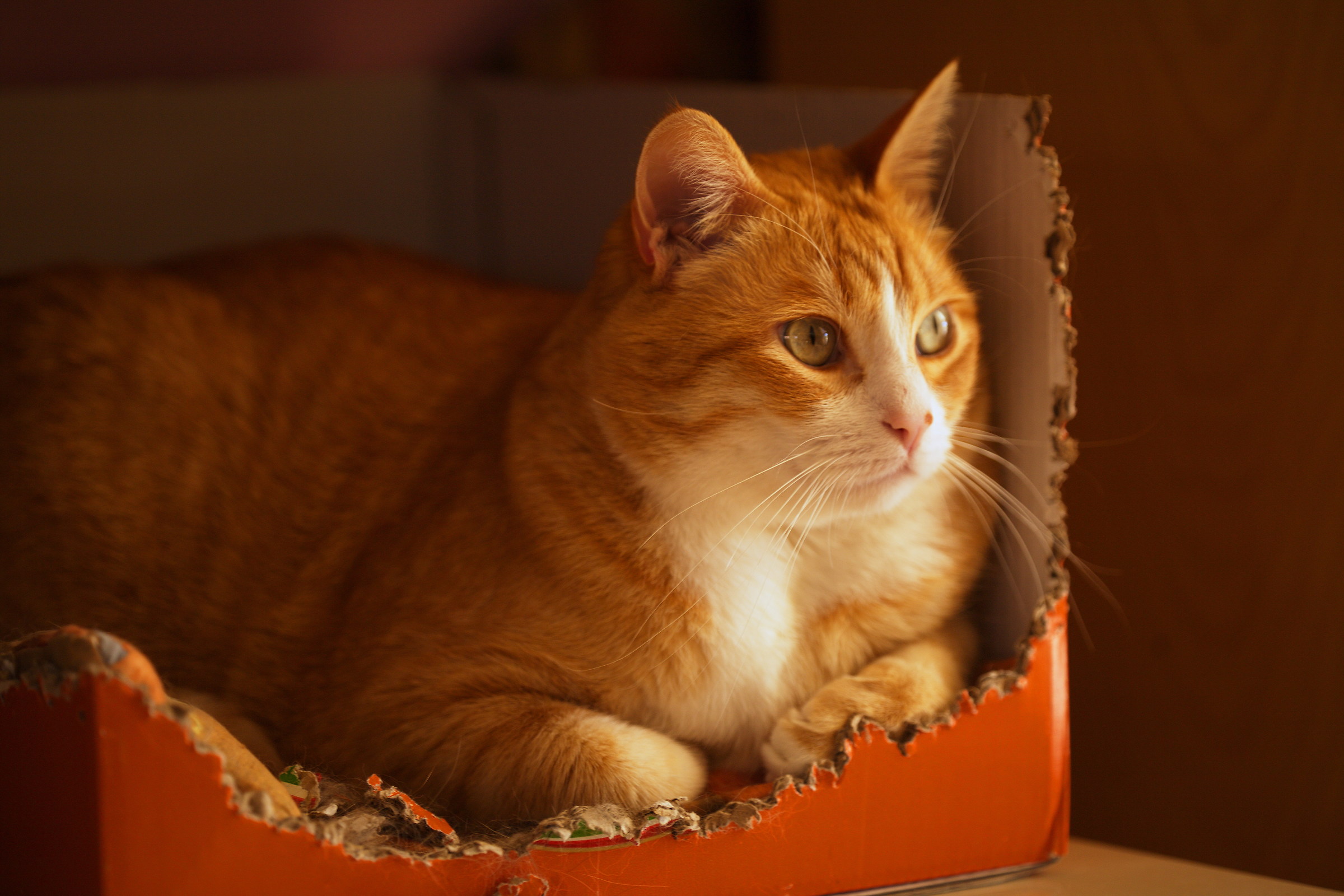 King Spot, destroyer of cardboard boxes ....