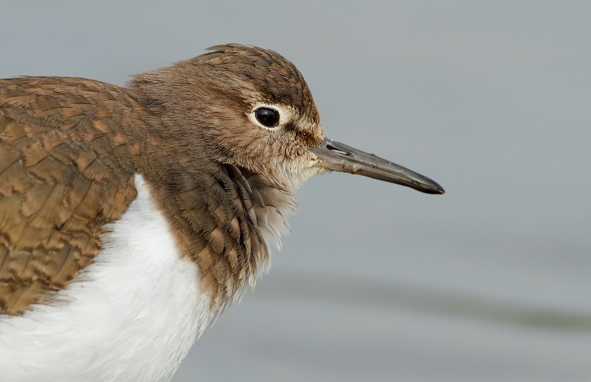 Common Sandpiper