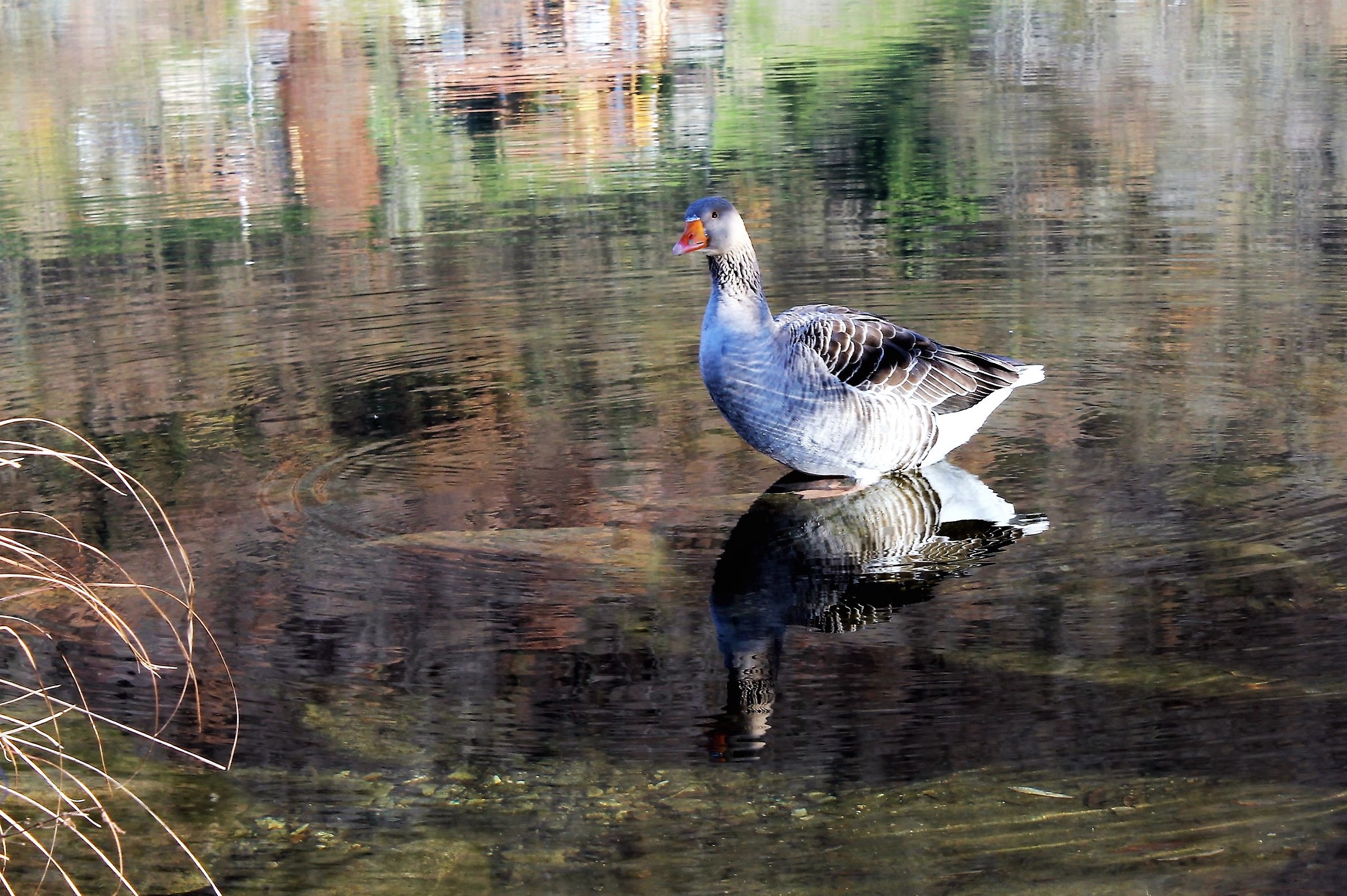 The goose reflected