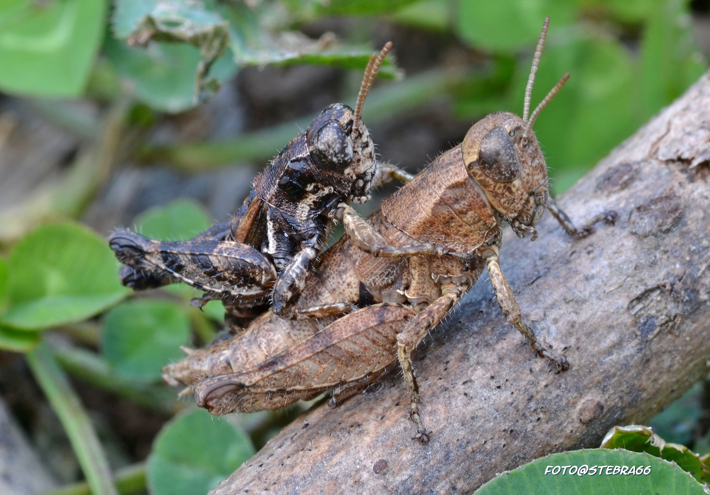 uno sull'altr...a!!!