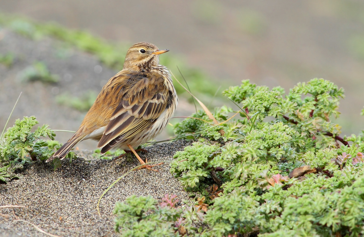 pipit