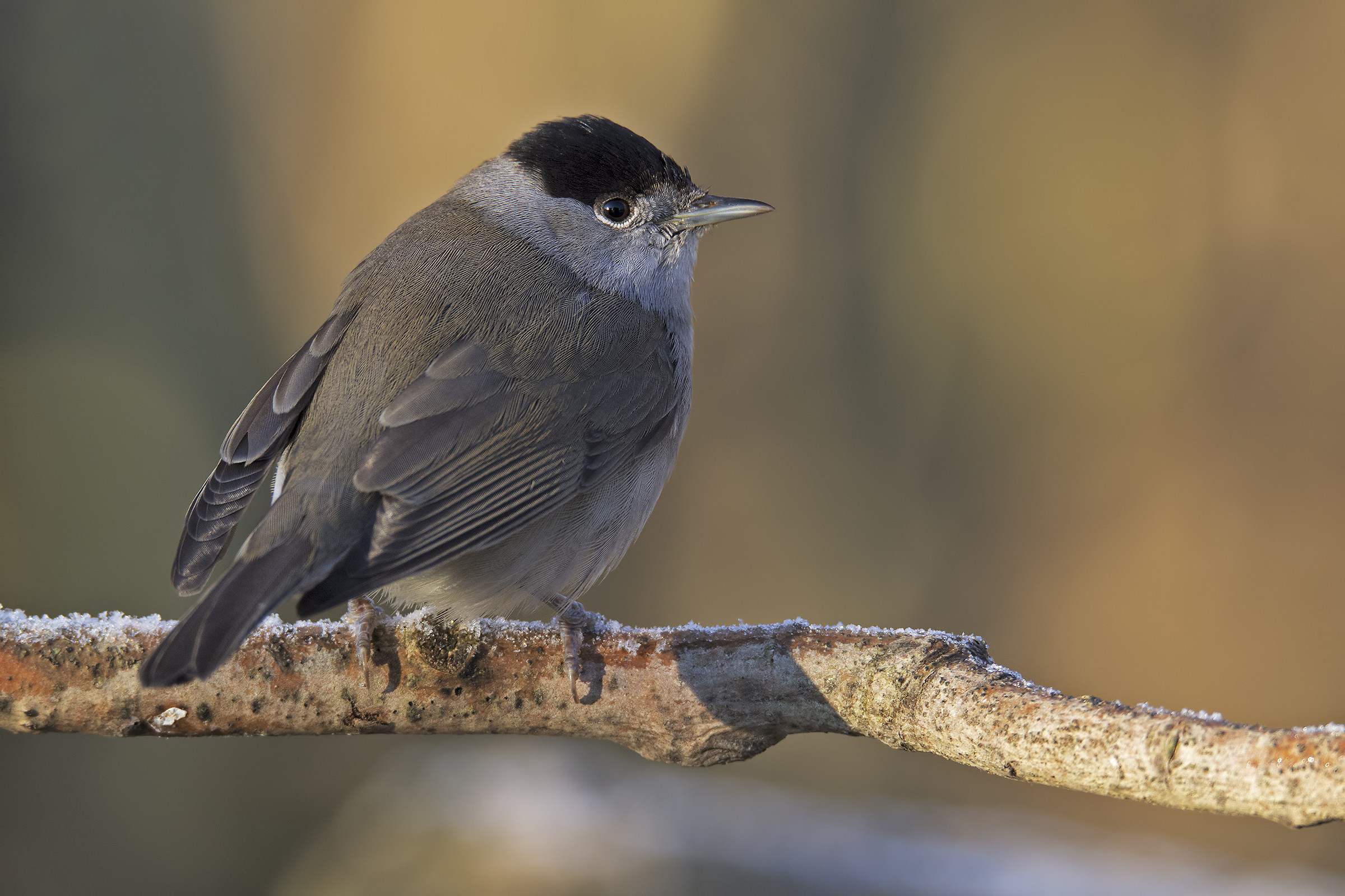 capinera maschio (Sylvia atricapilla)