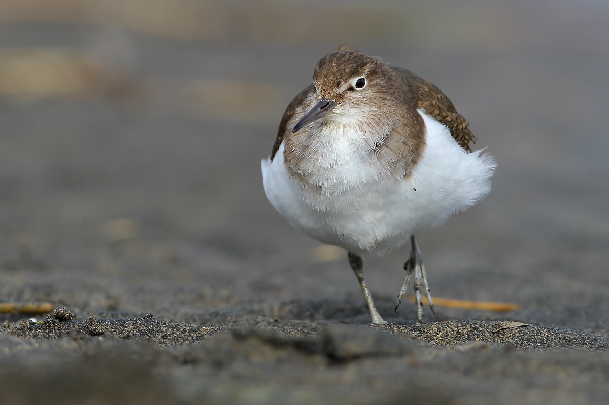 Common Sandpiper