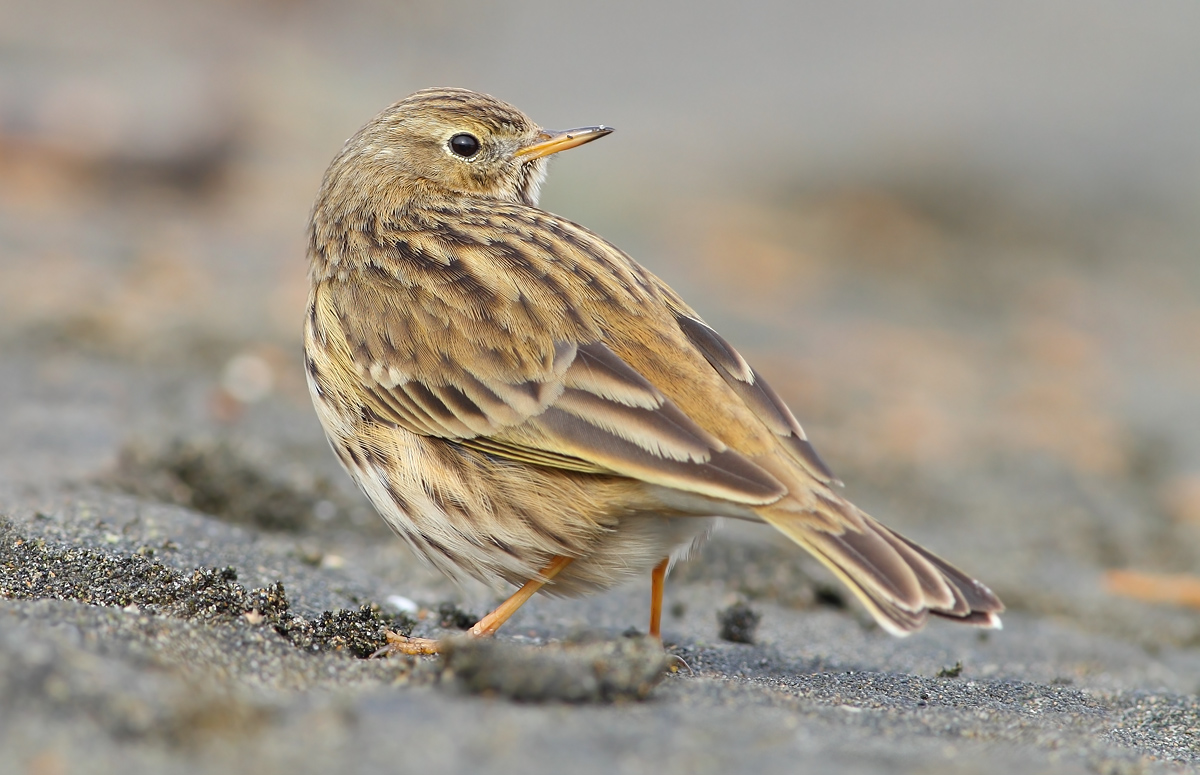 pipit