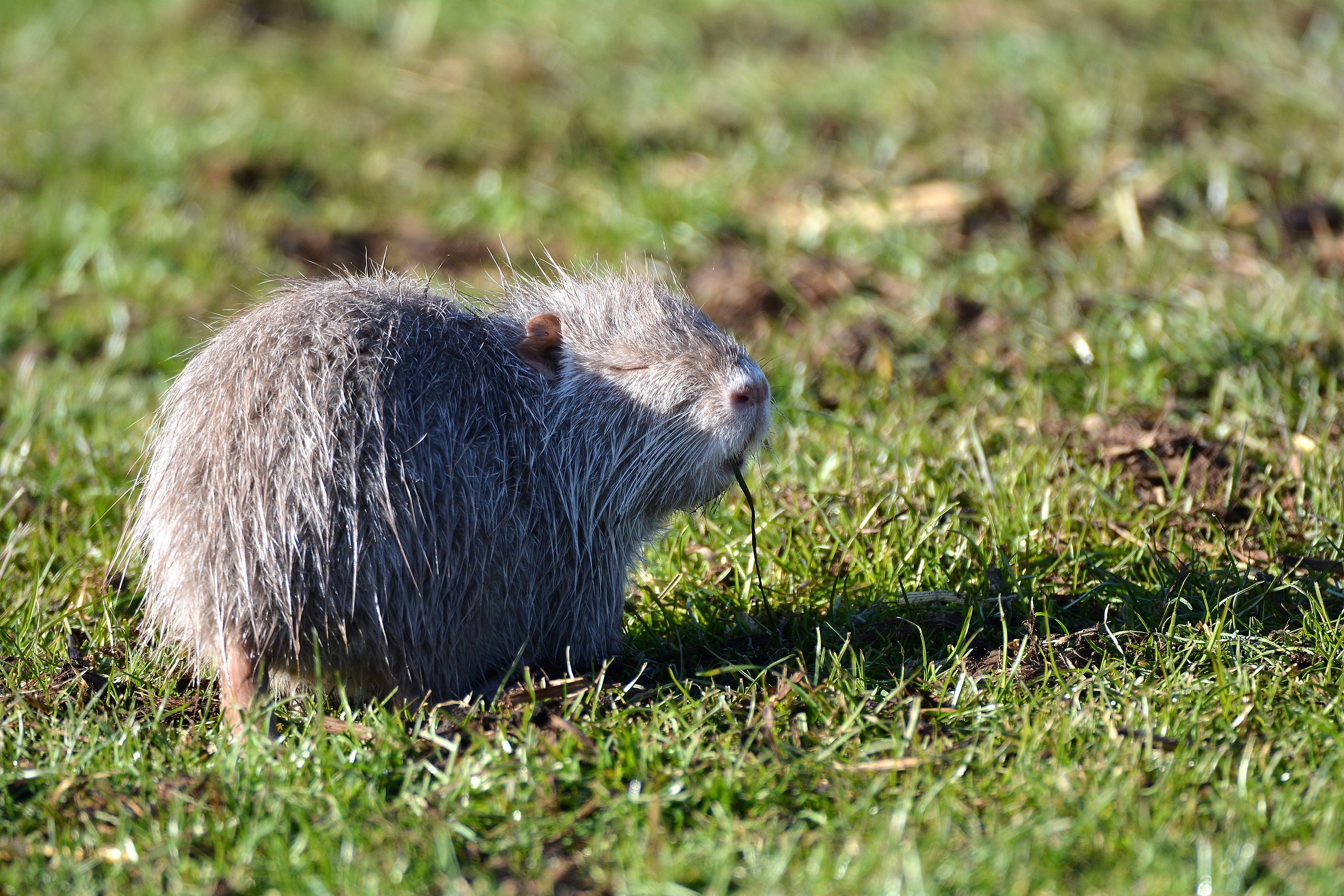 albino nutria