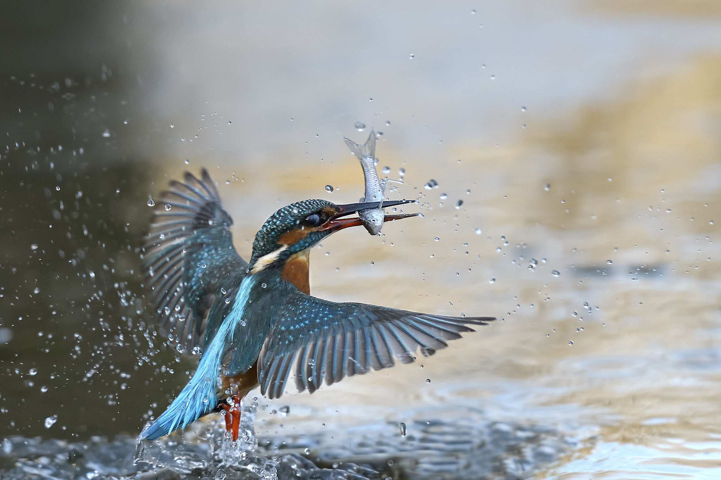 Kingfisher with prey