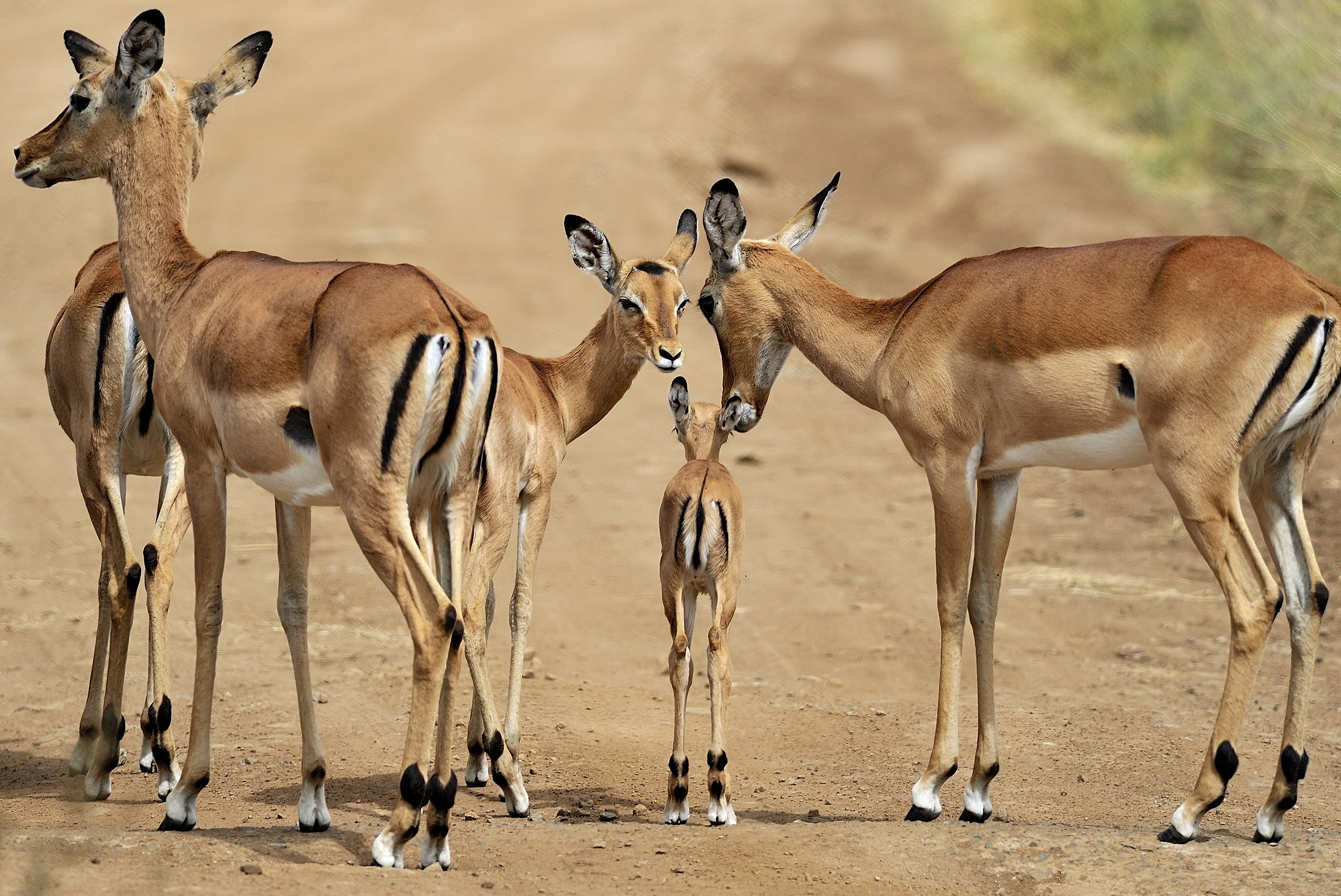 .... And a part of the little family