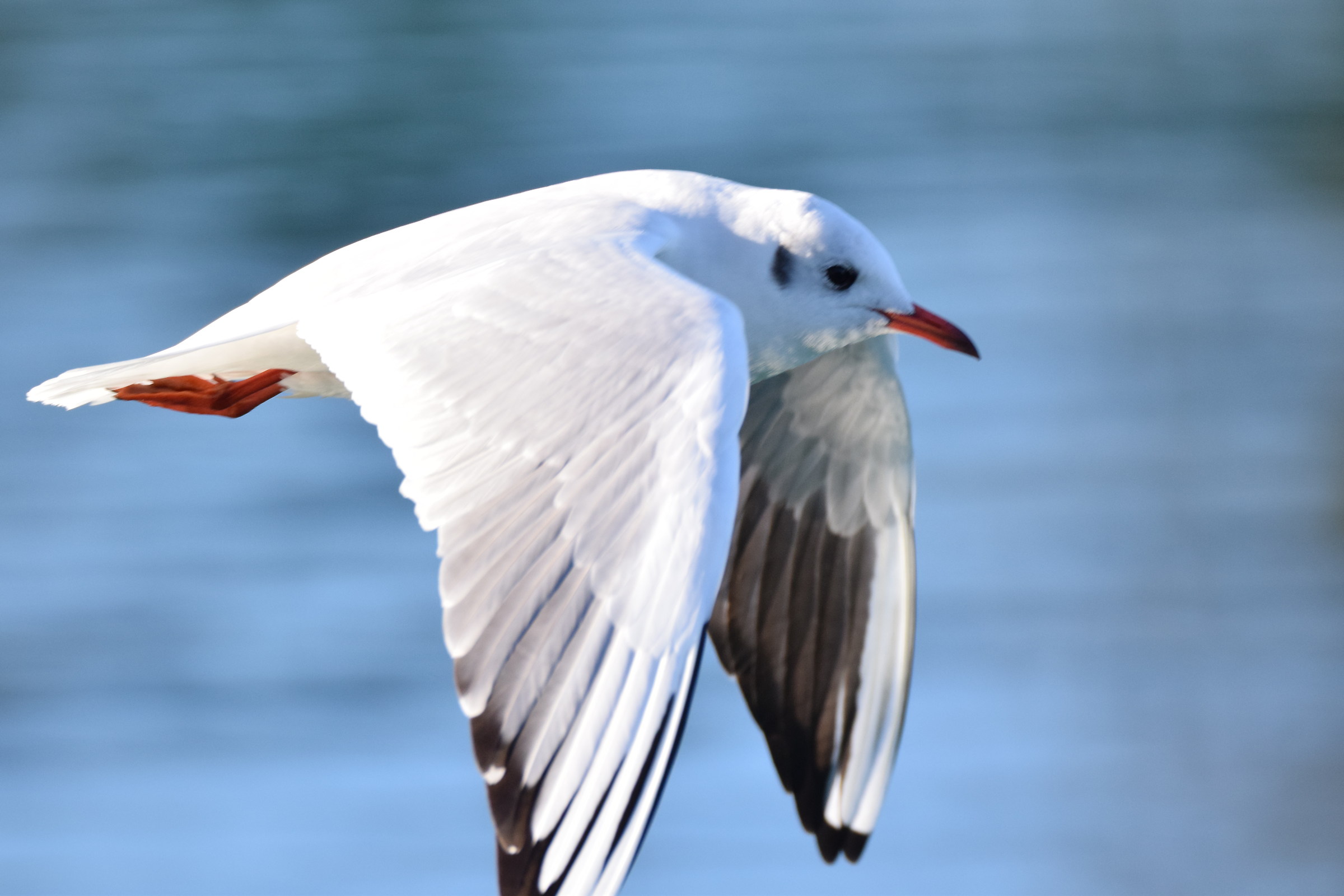 first floor and the first picture with the fly 150/600