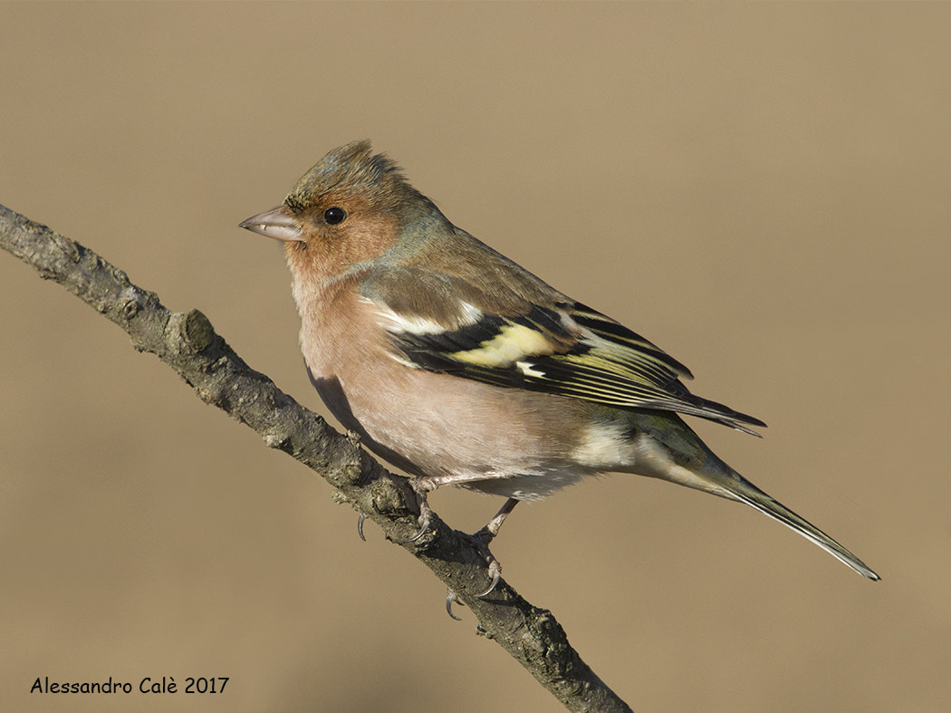 Fringilla coelebs (Fringuello) 6295