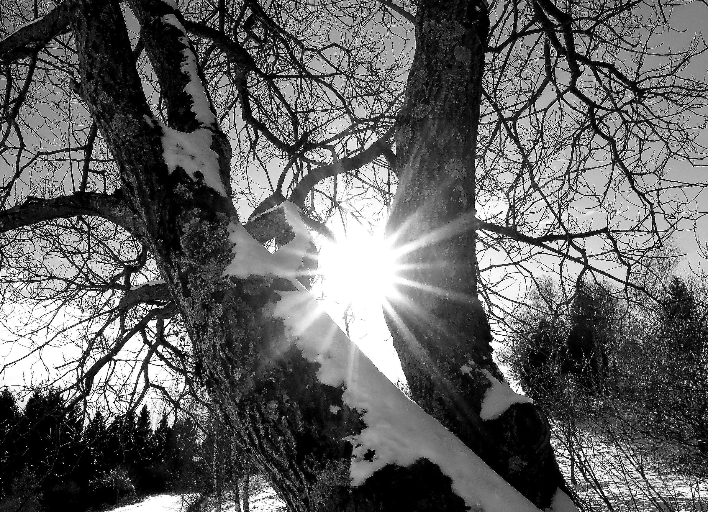 Stretto tra i tronchi