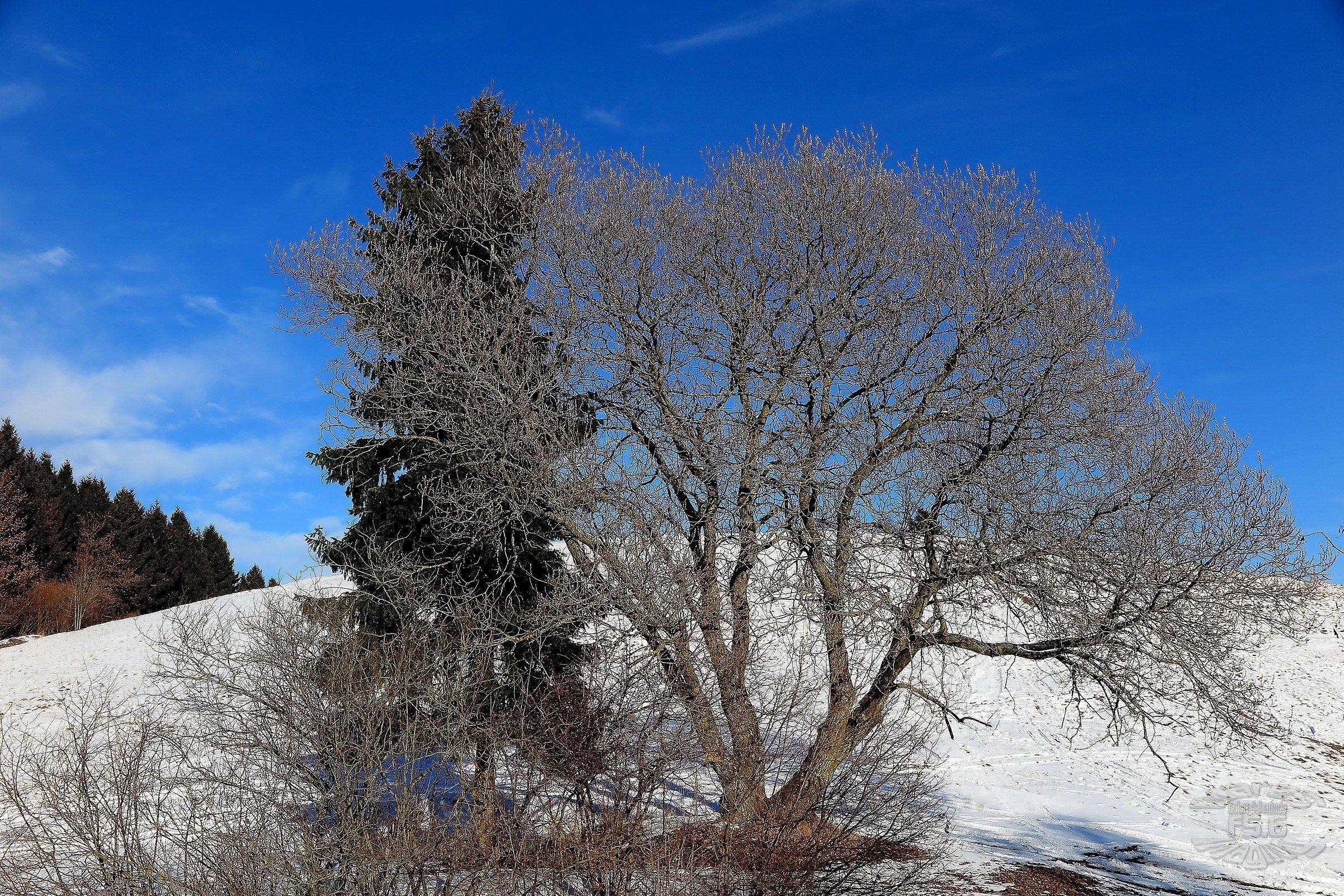 Gennaio e le gemme sono già uscite