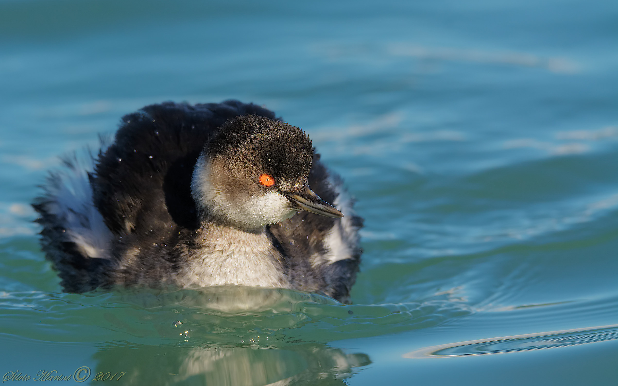 Svasso piccolo ( Podiceps nigricollis )