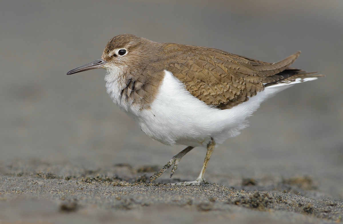 Common Sandpiper