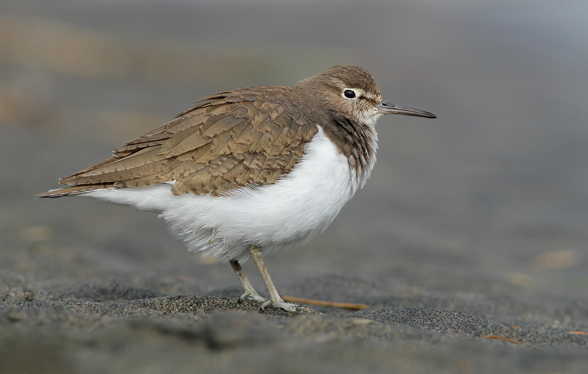 Common Sandpiper