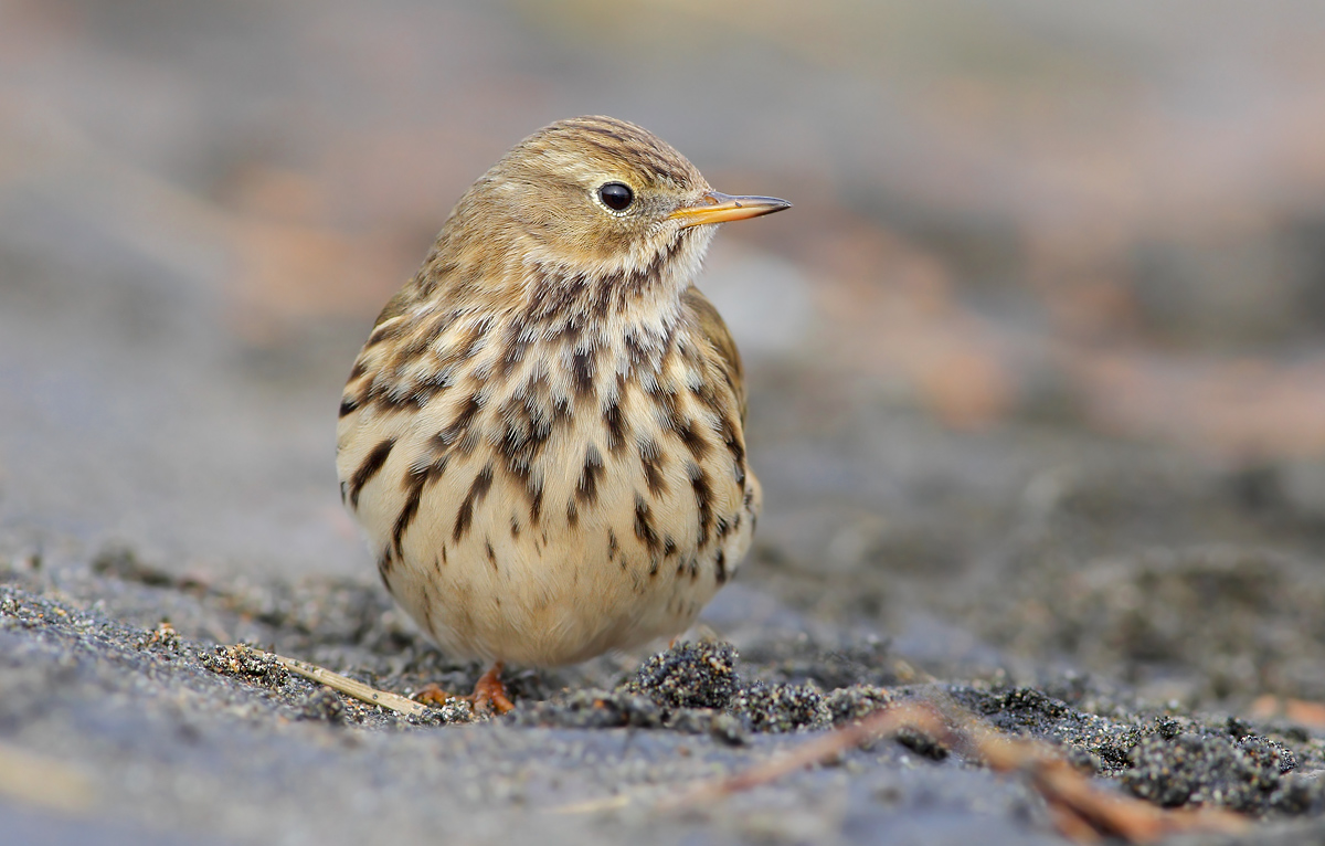 pipit