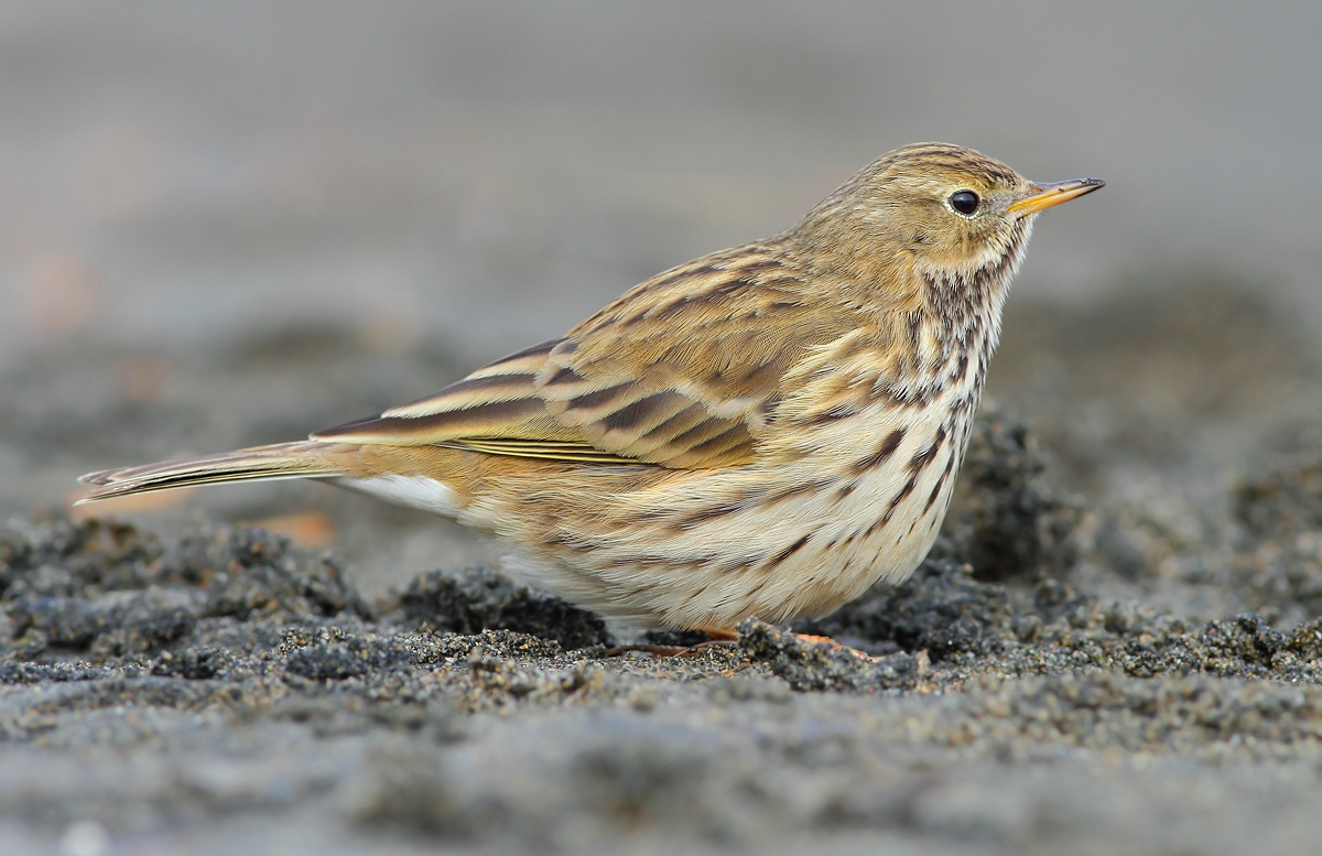 pipit