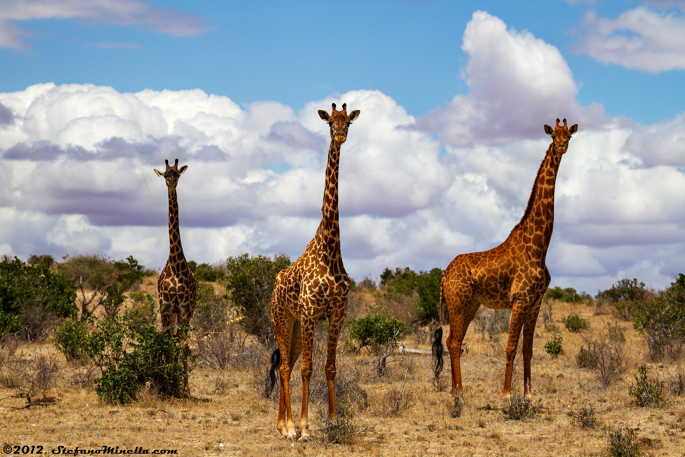 Tre Giraffe Camaleopardalis curiose