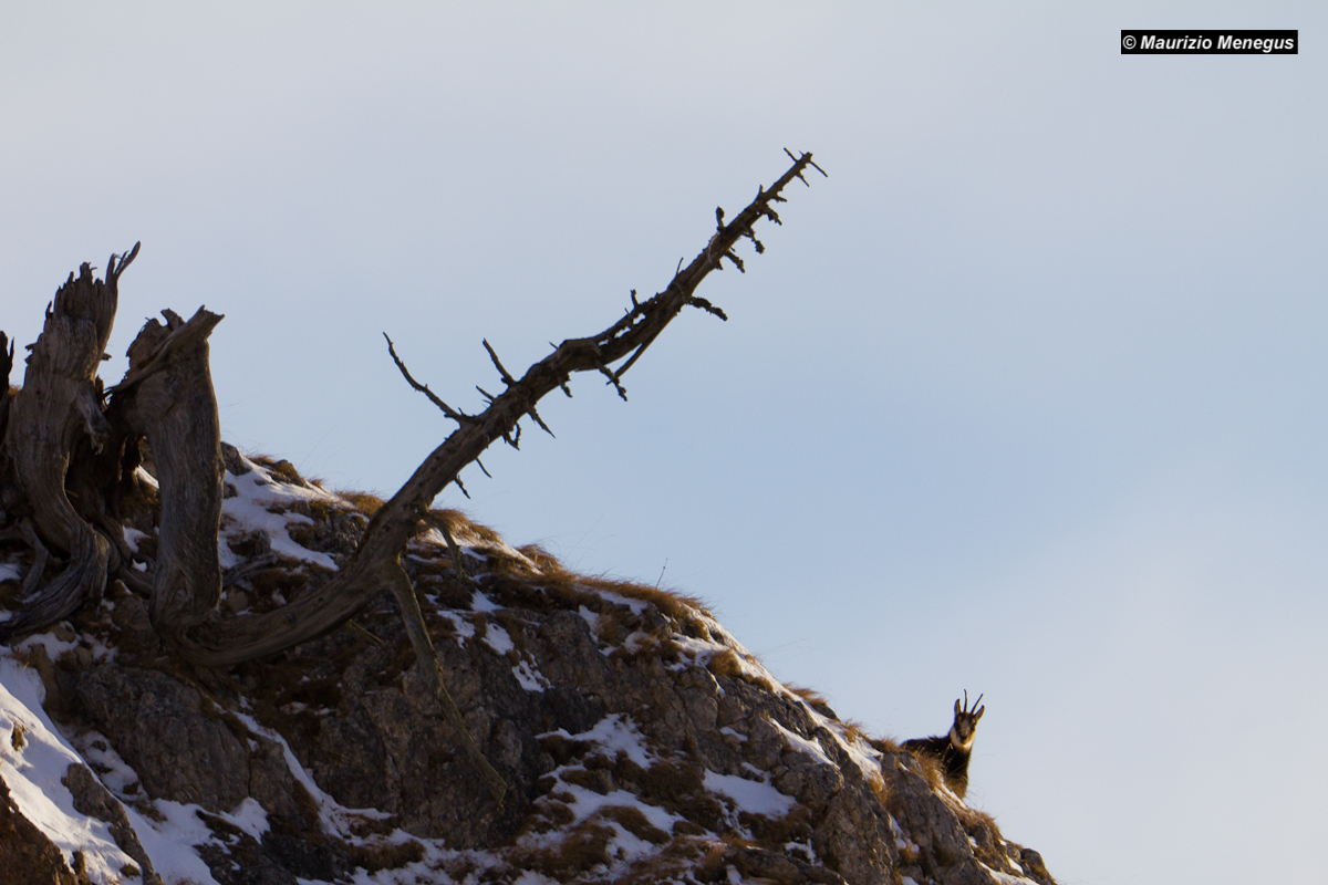 Il vecchio cirmolo e il camoscio