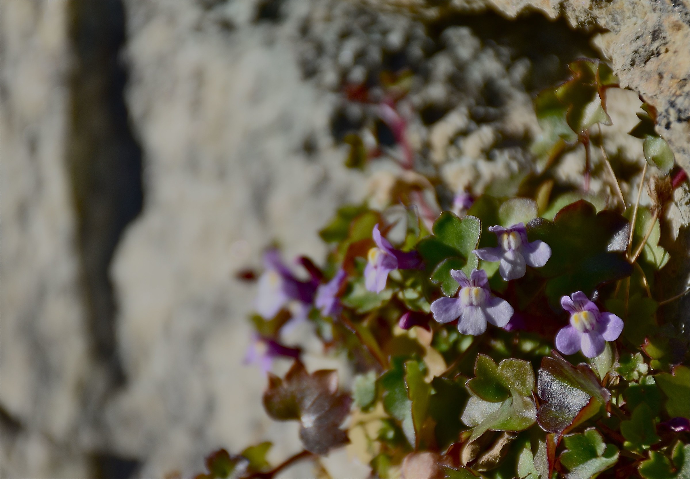 Neve a Matera fiori a Merano