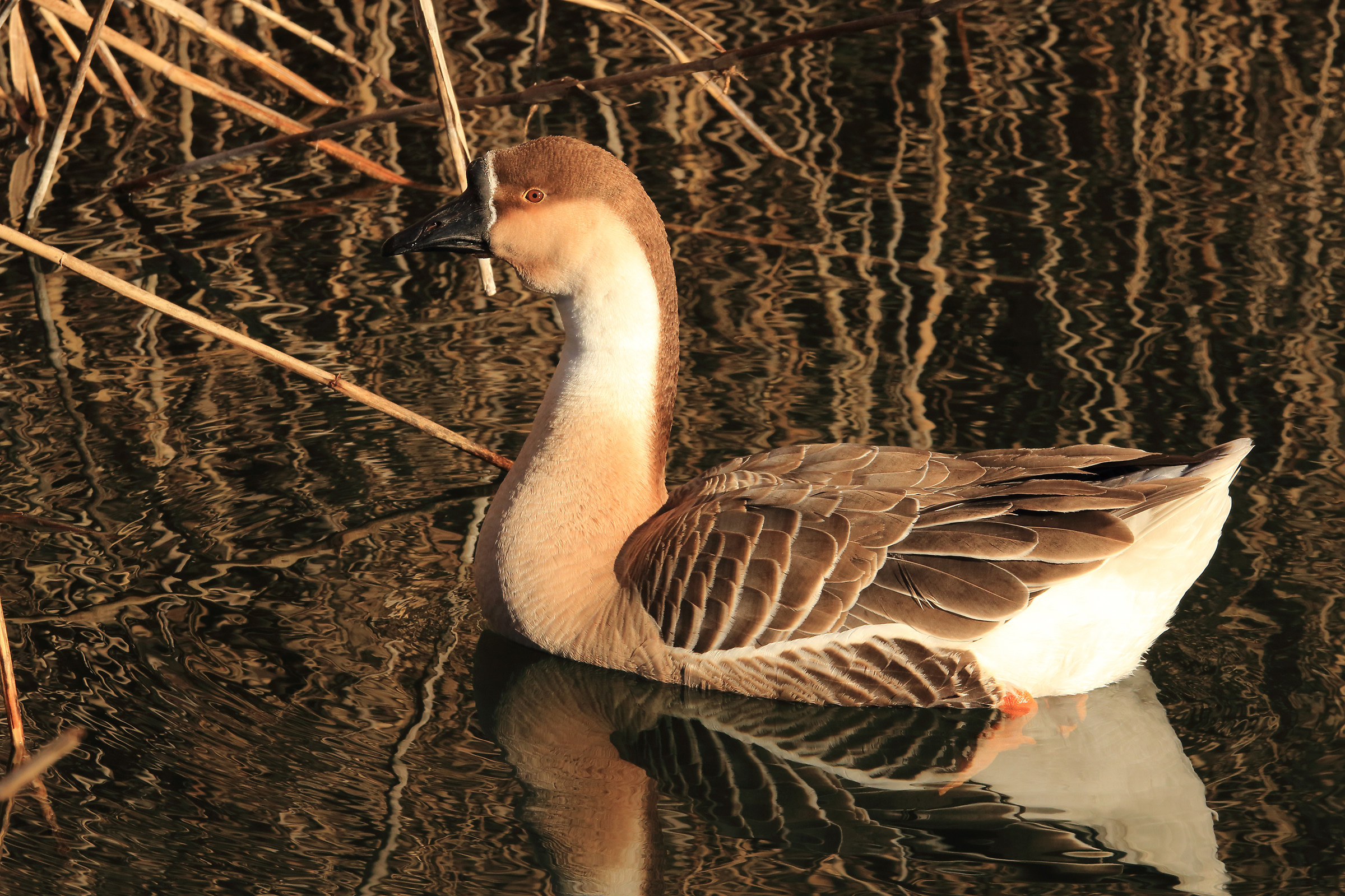 among the reeds Endine