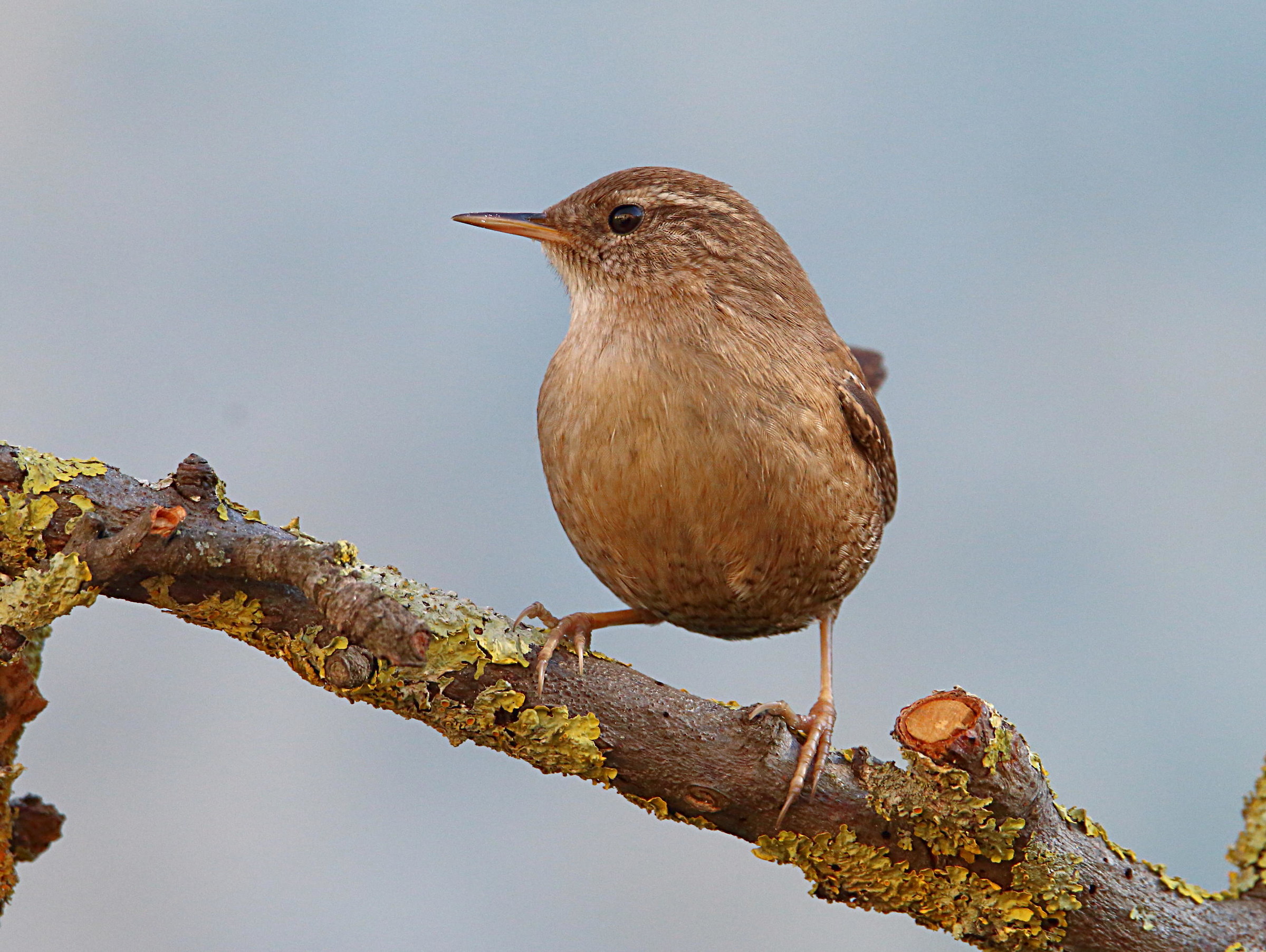 Wren