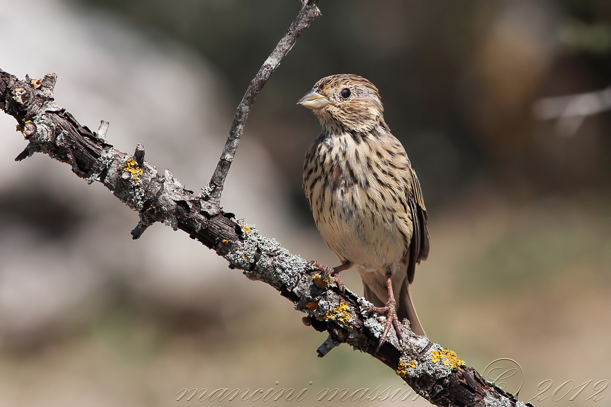 Corn Bunting (Emberiza calandra)