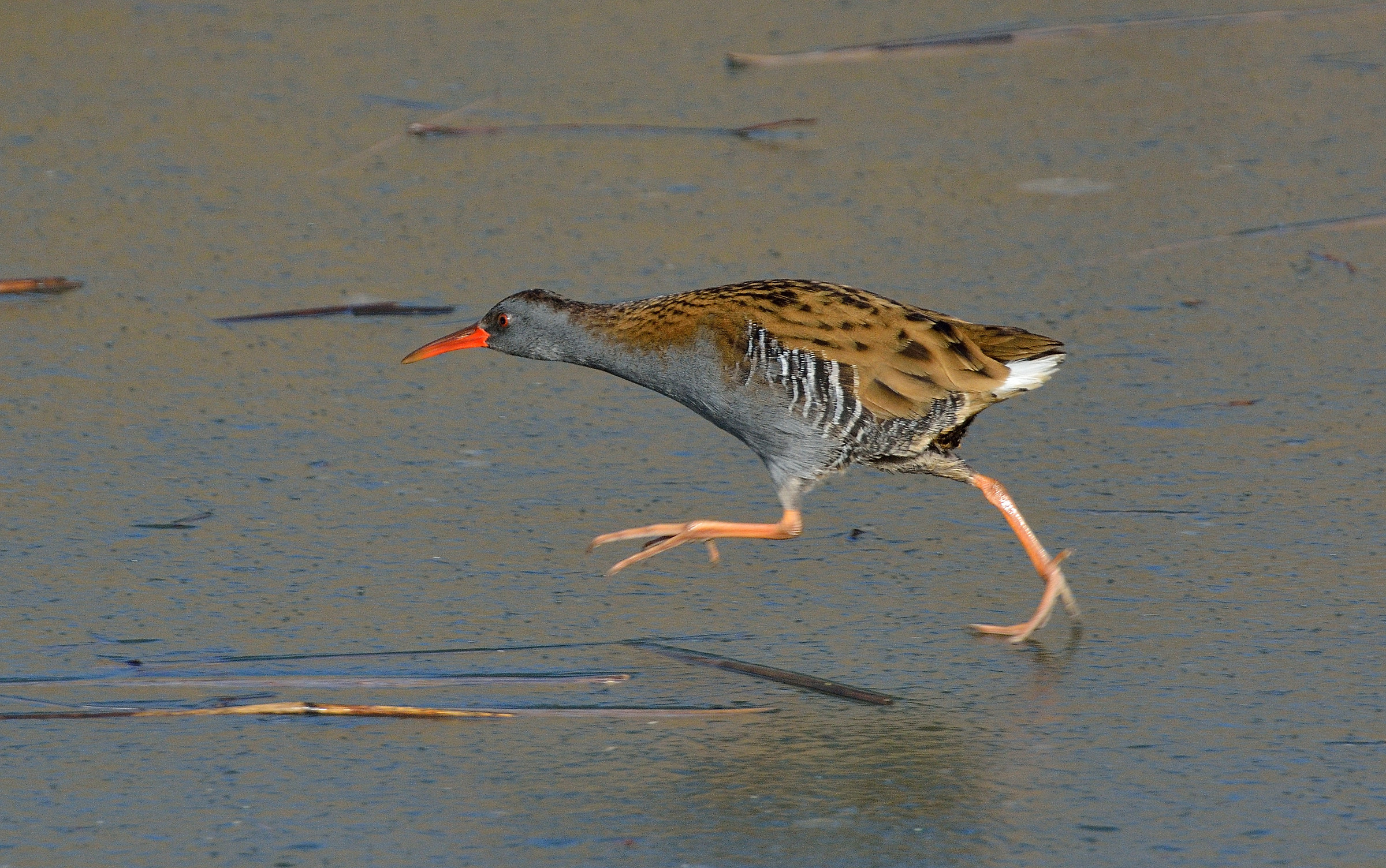 porciglione al photofinish
