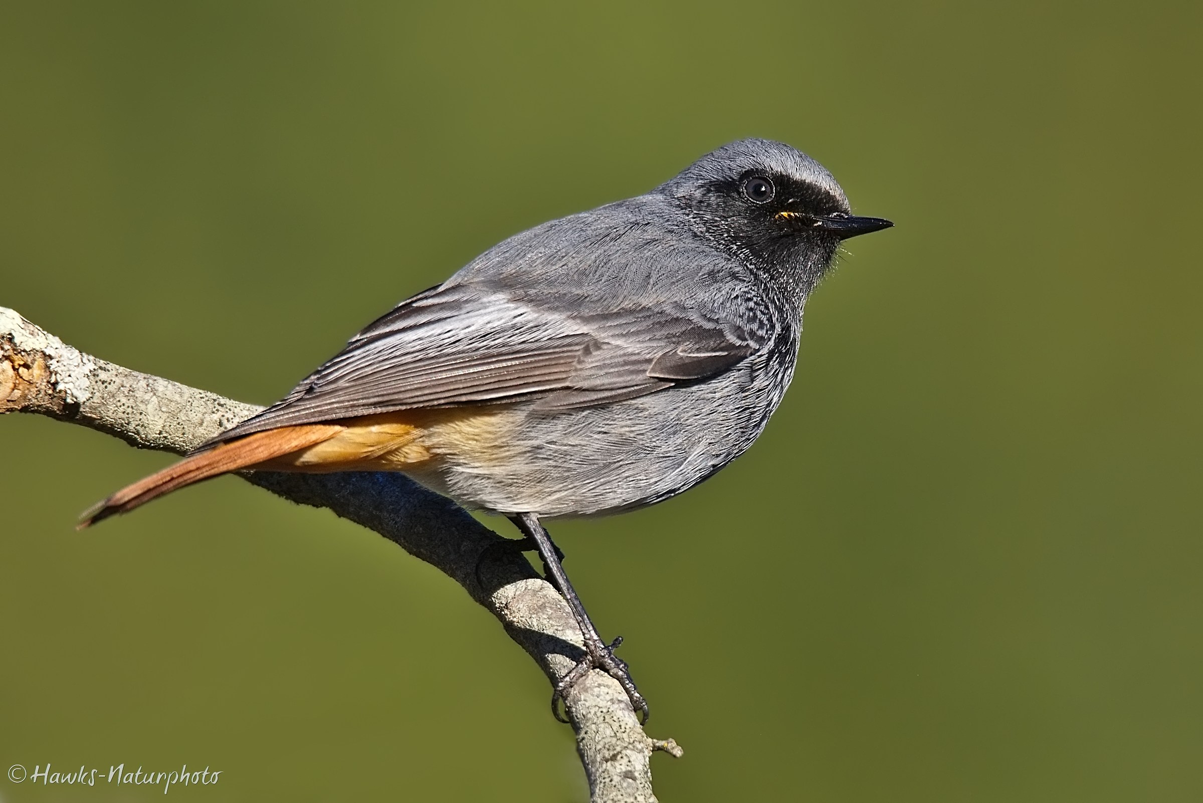 Chimney sweep Redstart