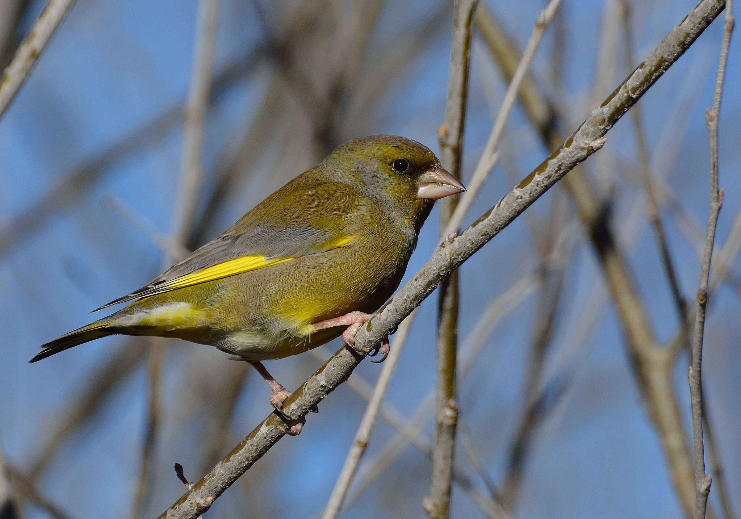 greenfinch