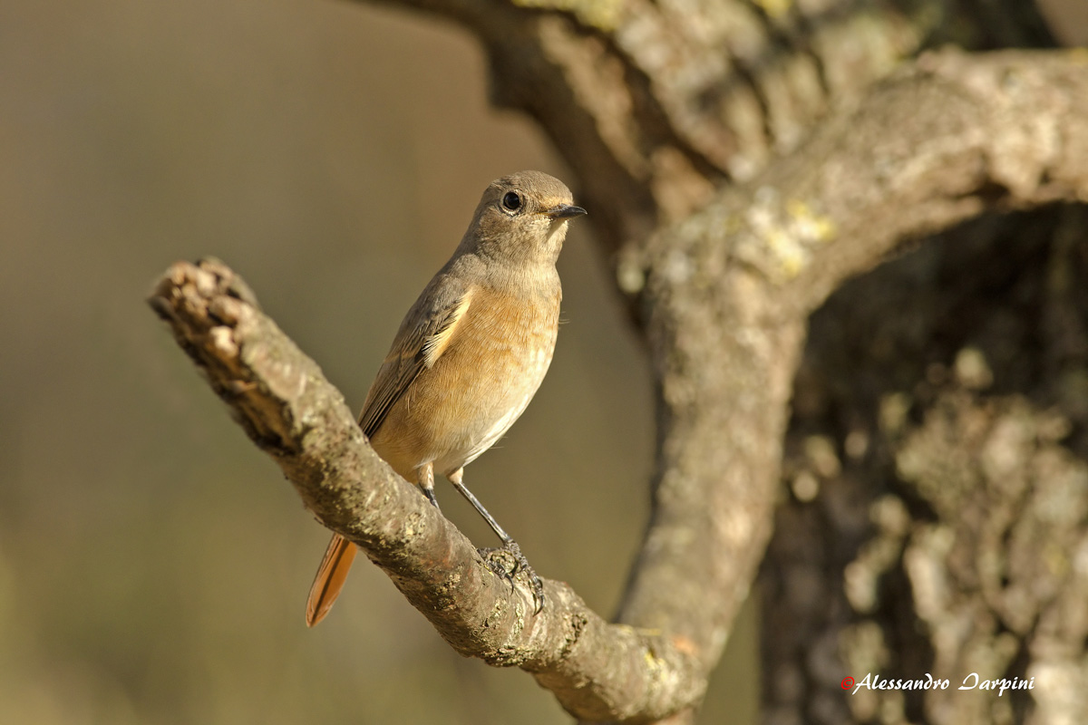 redstart