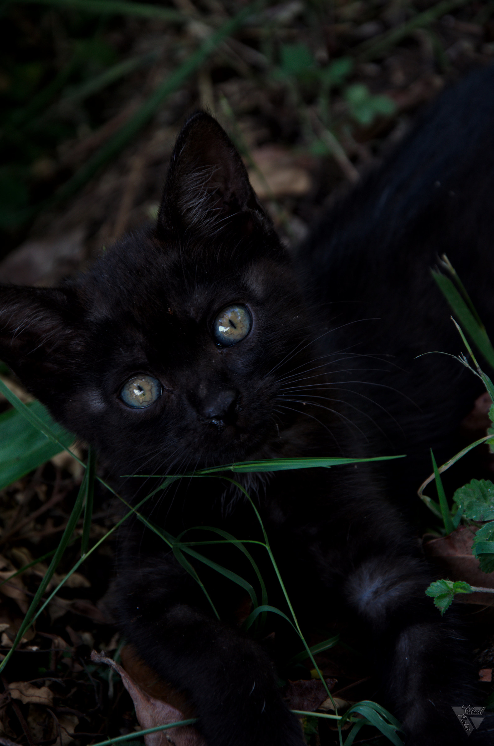 Who knows what he's doing ...