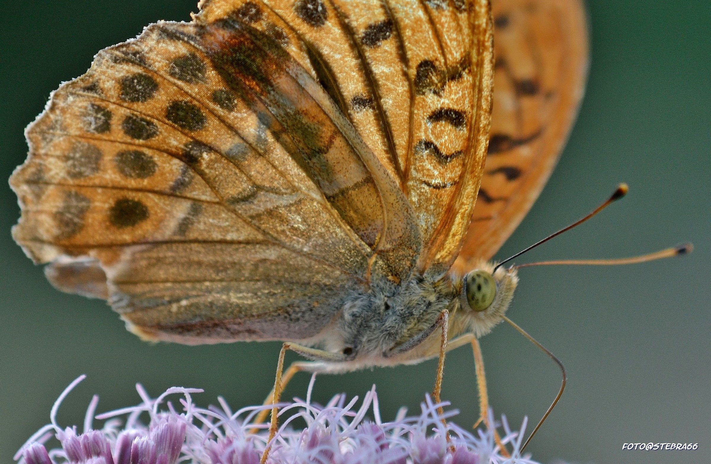 Argynnis Paphia
