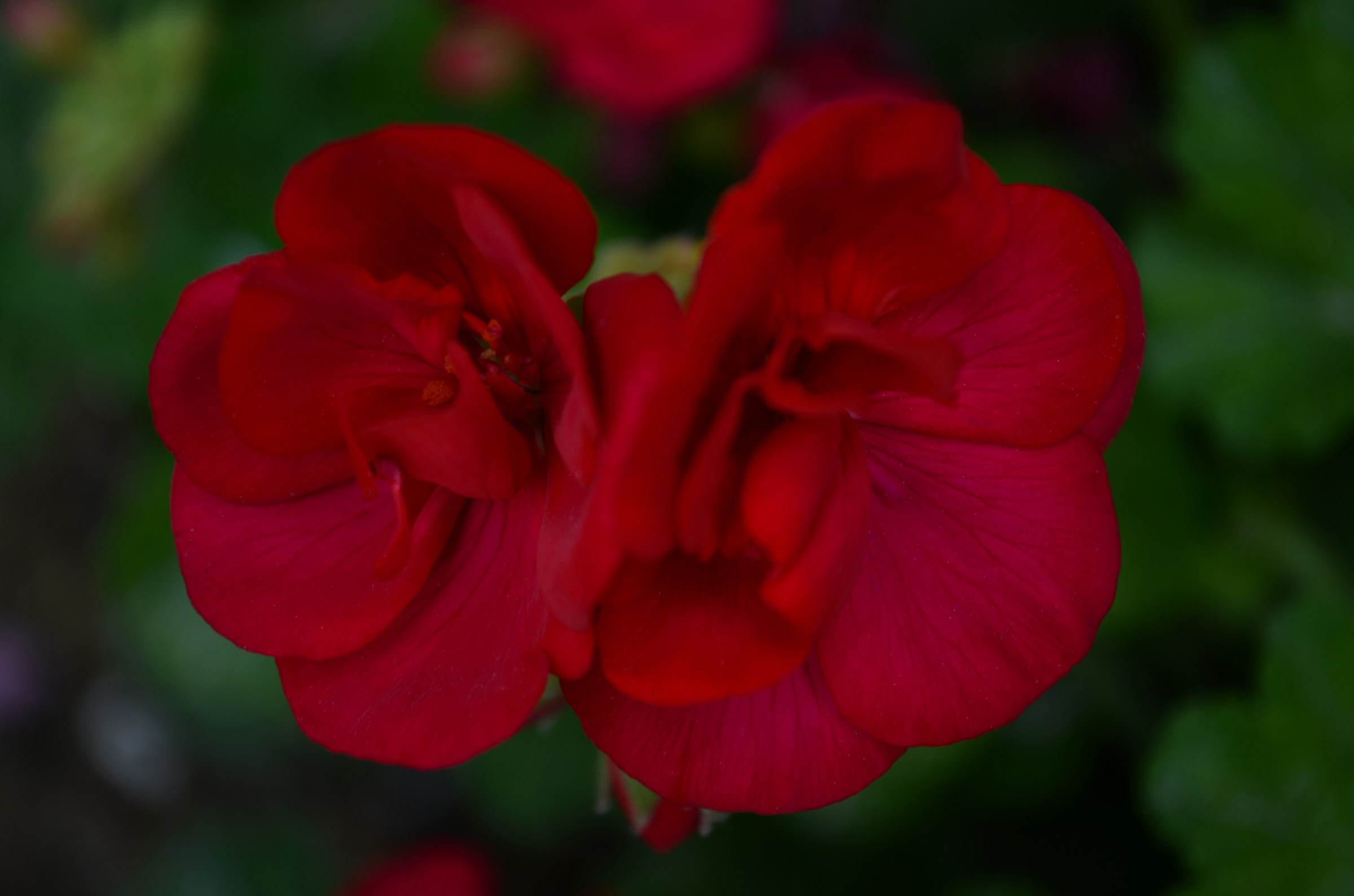 Red Geranium