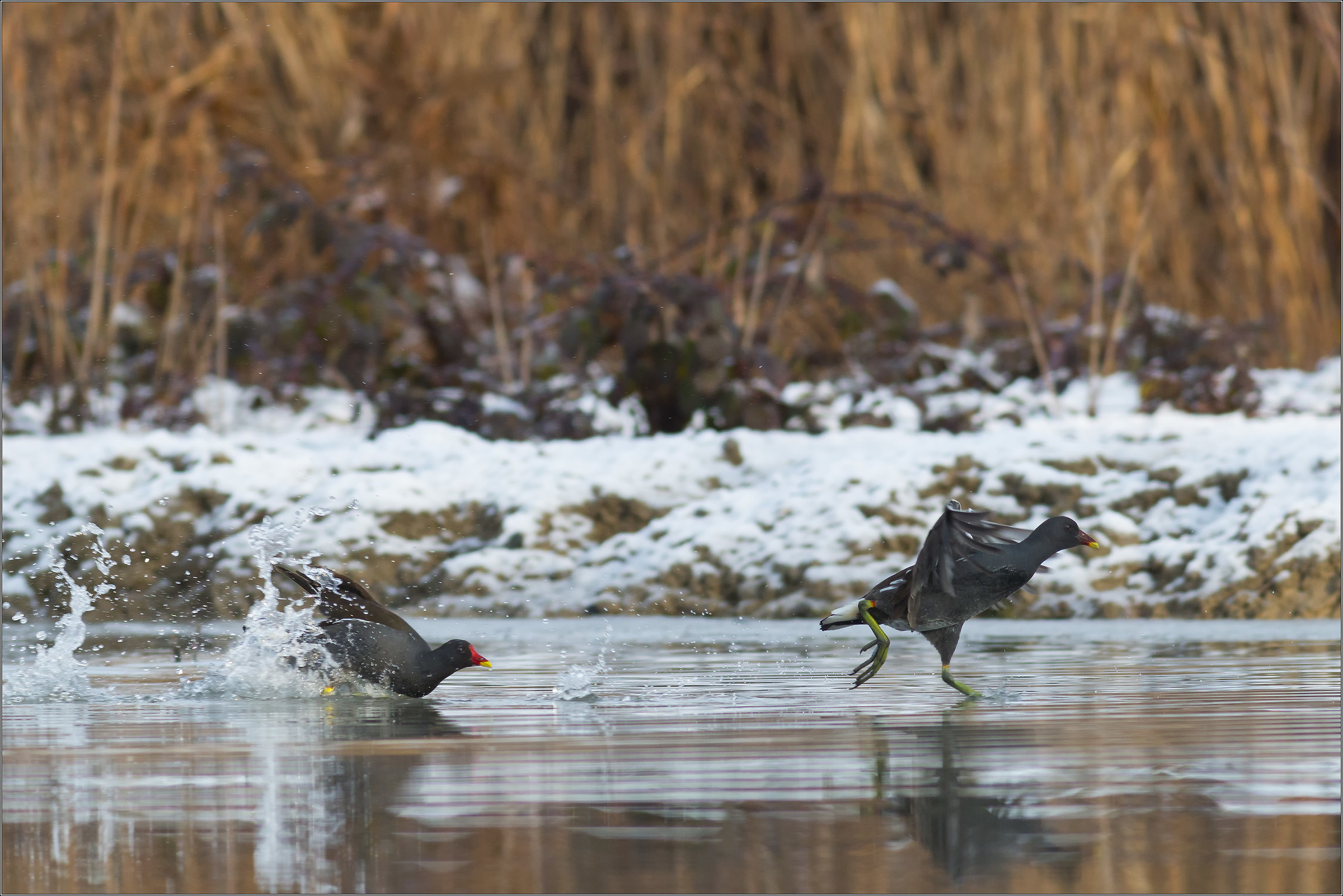 moorhens ... on the run 2