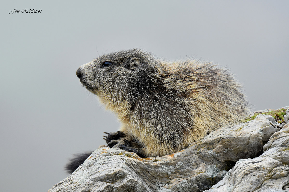 Marmotta...