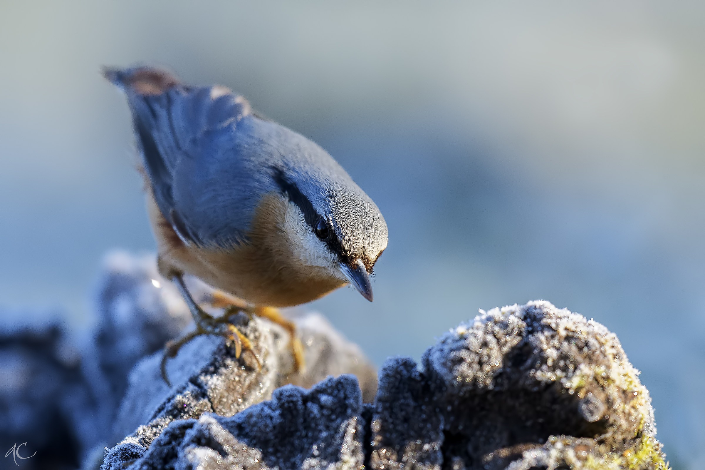 nuthatch