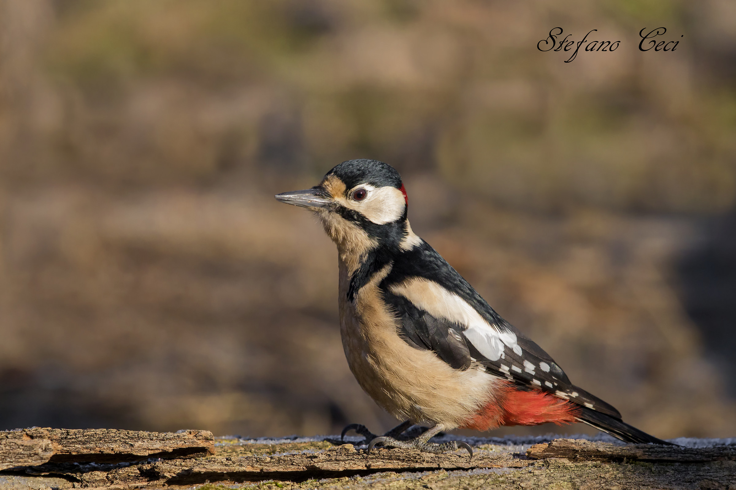 male woodpecker