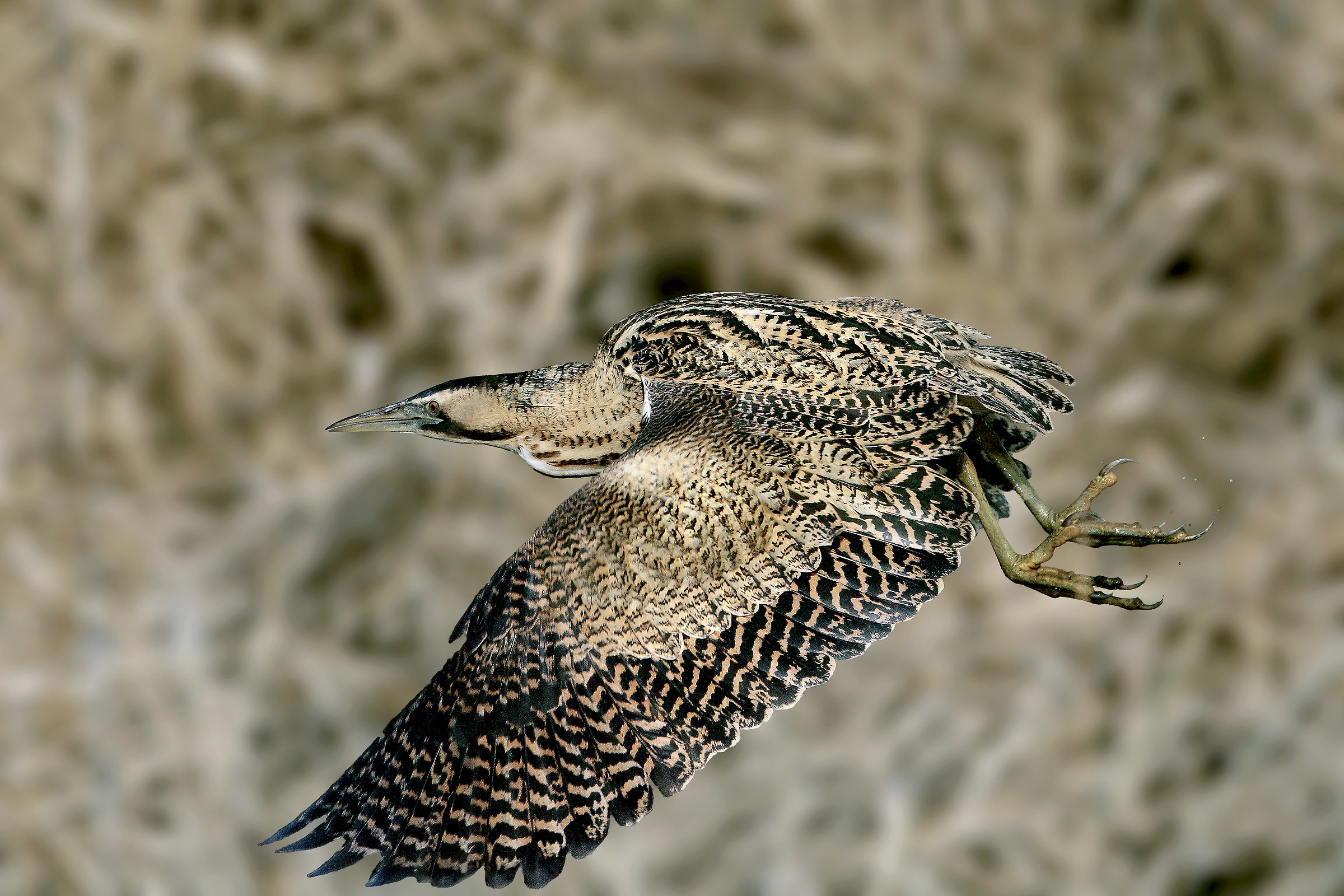 The king of the reed 2