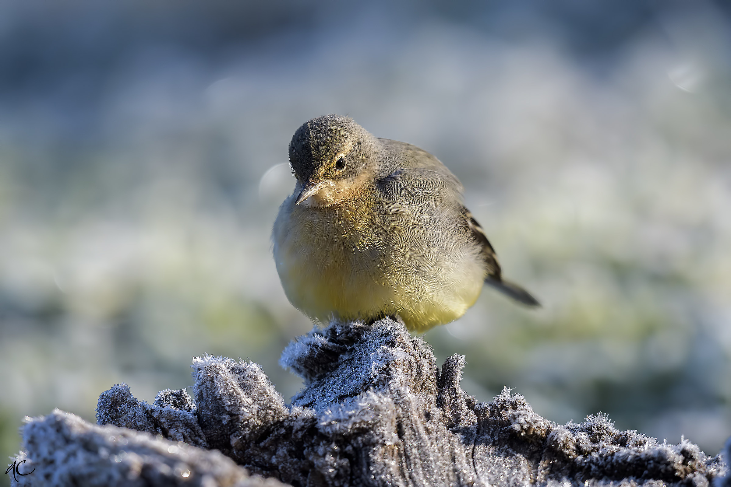 yellow wagtail