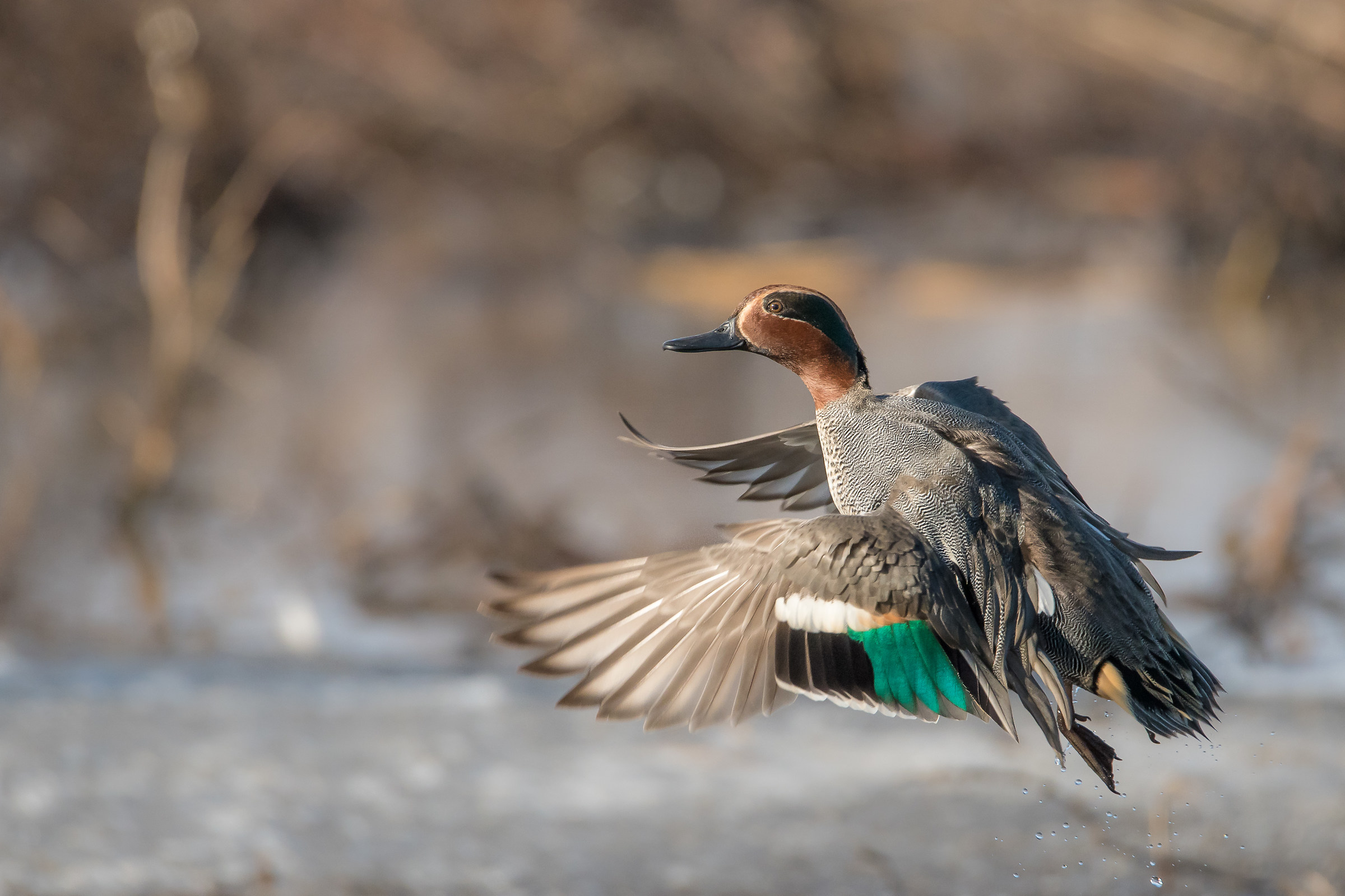 Teal takeoff