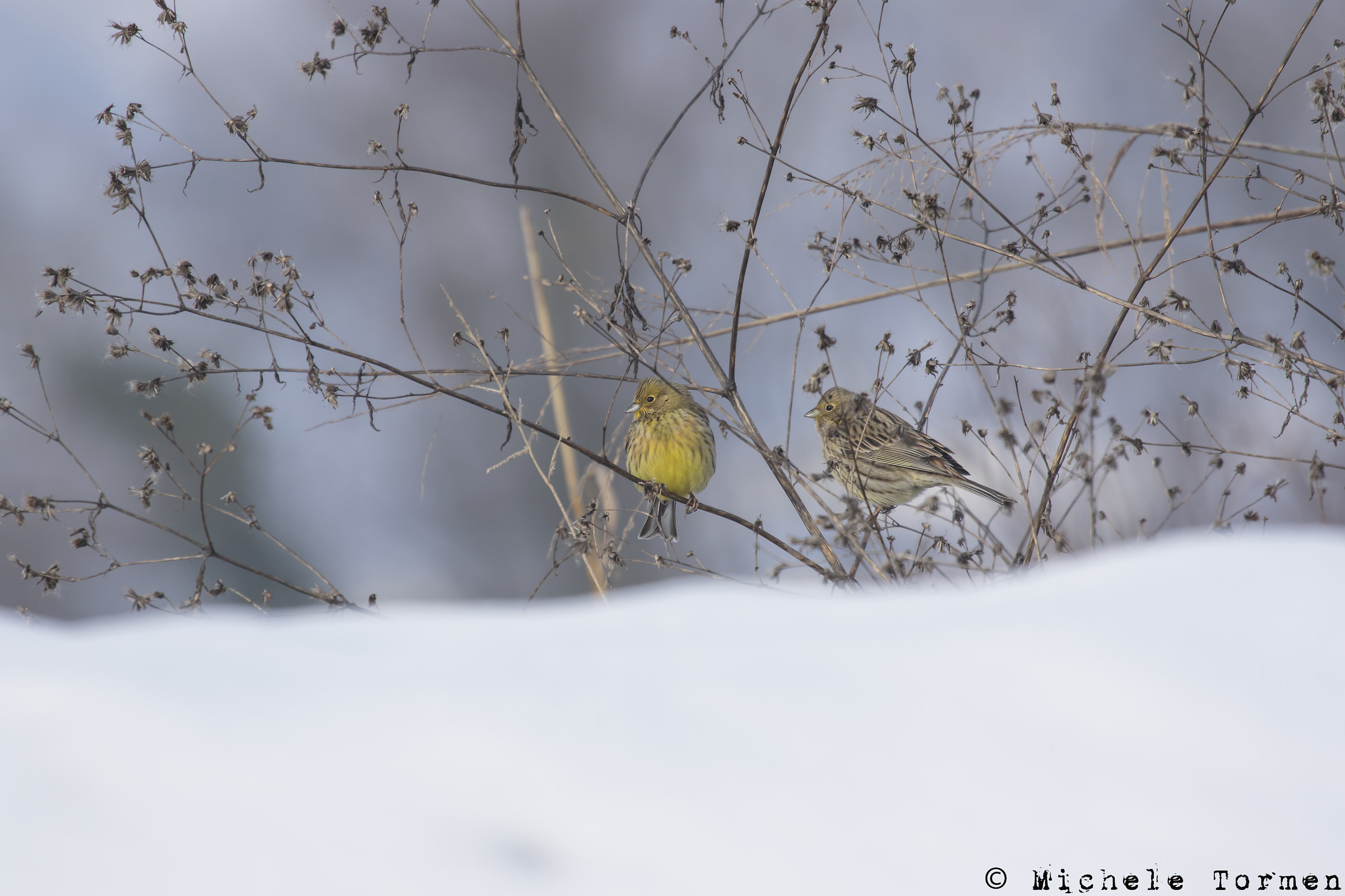 Couple Yellowhammer