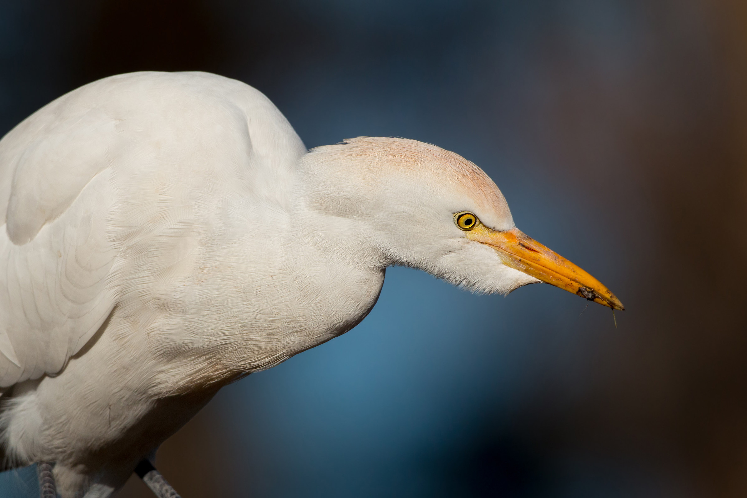 cattle egret