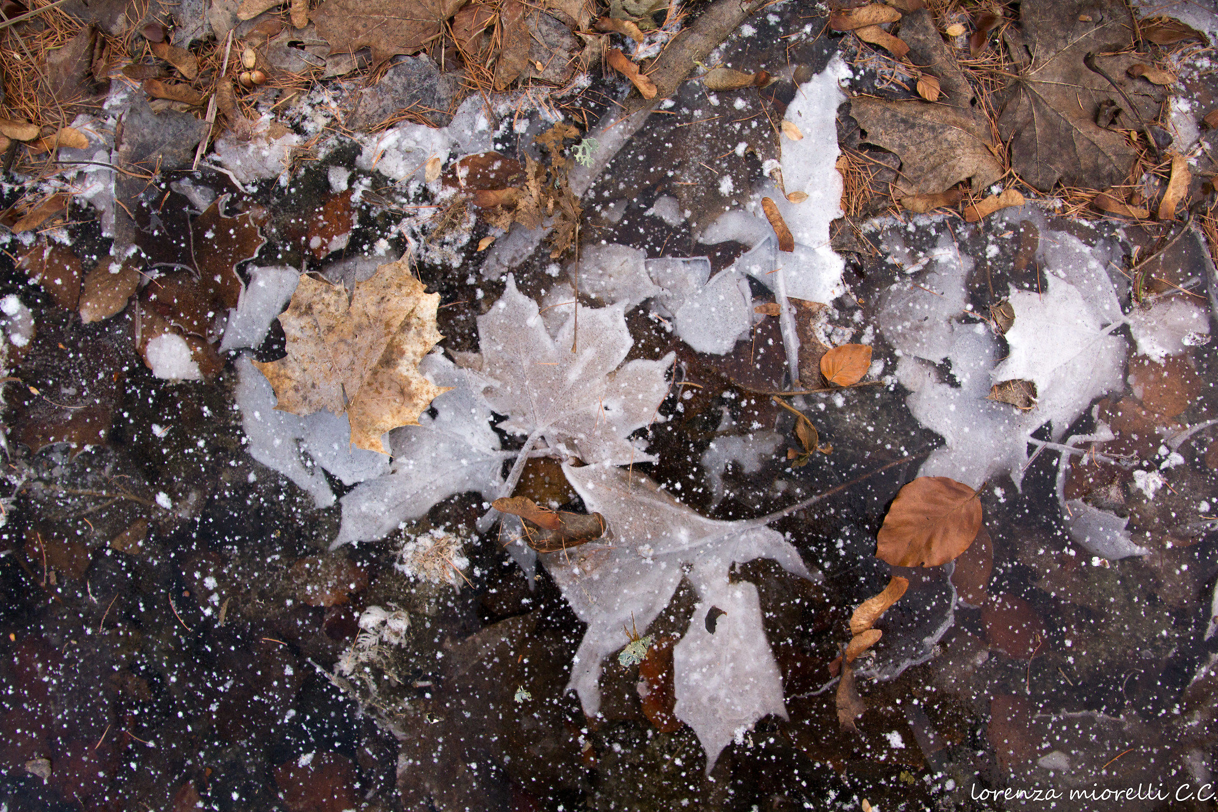 meraviglie in vetrina