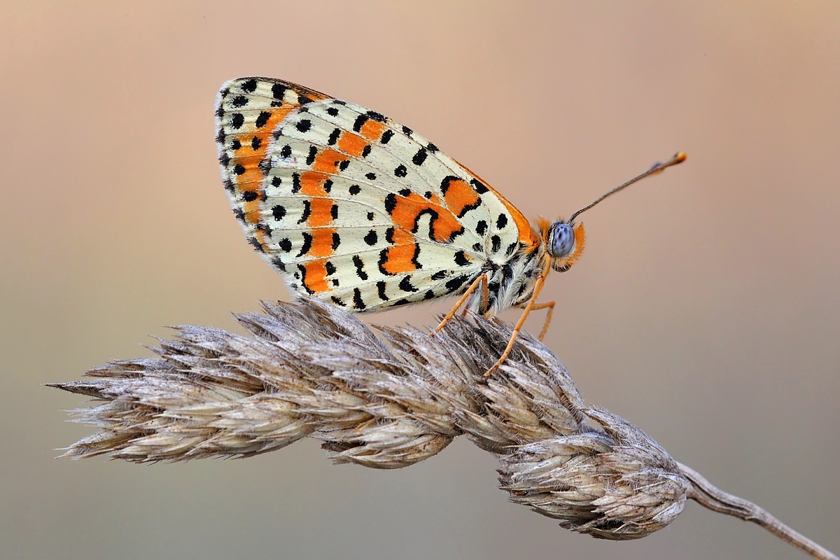 Melitaea didyma