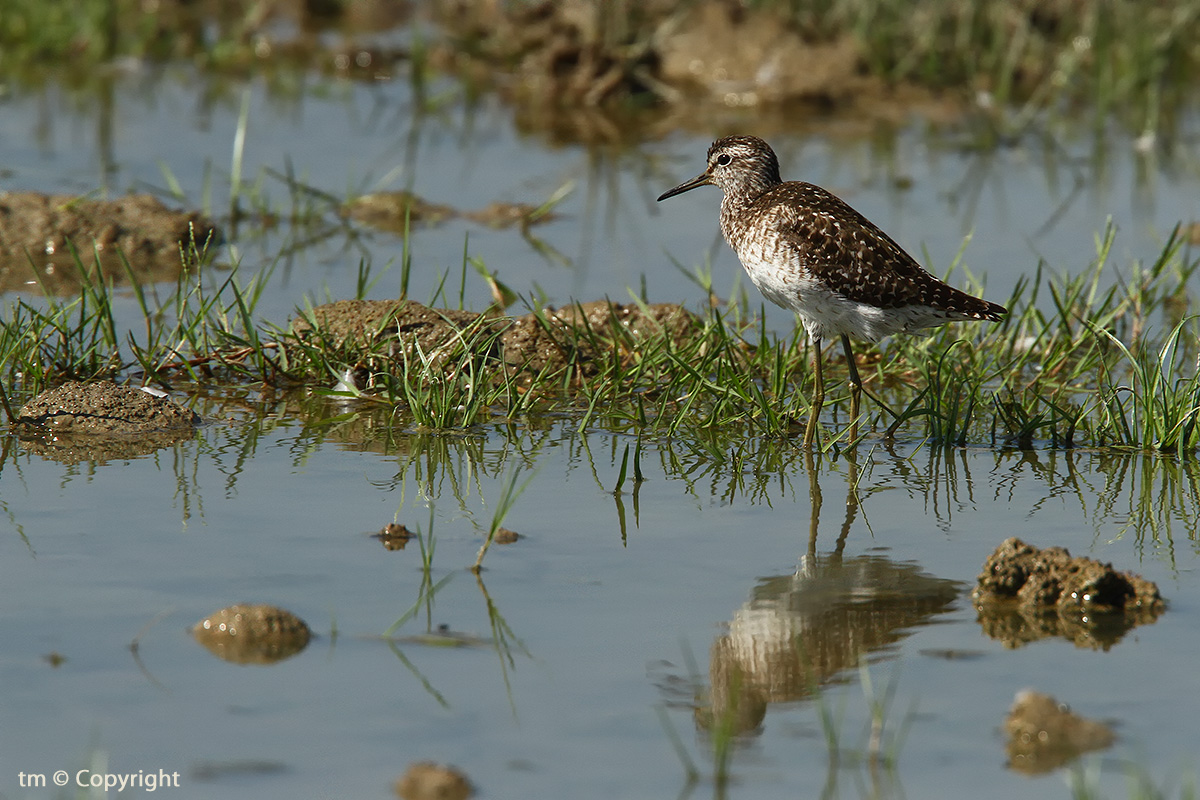 Sandpiper boschereccio