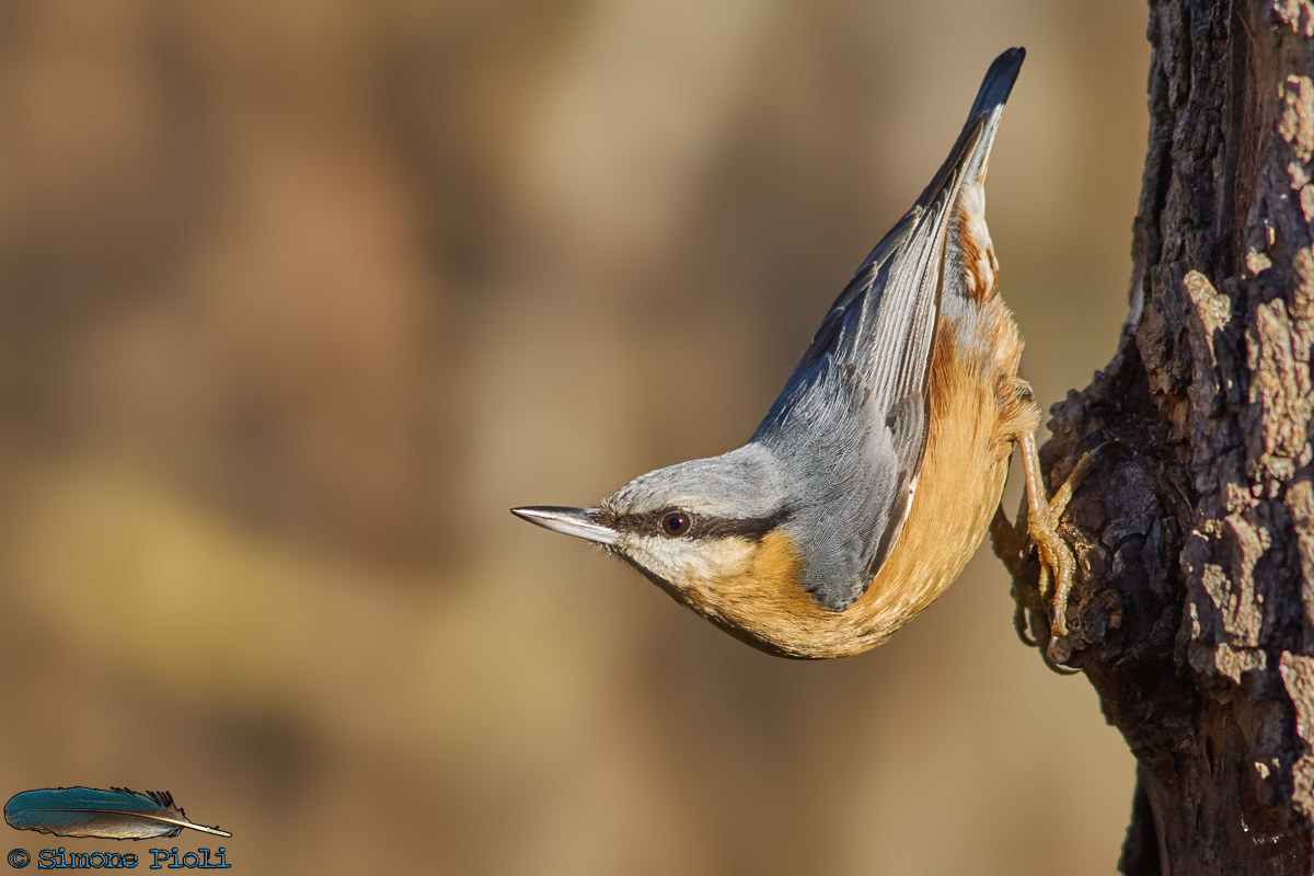 European Nuthatch