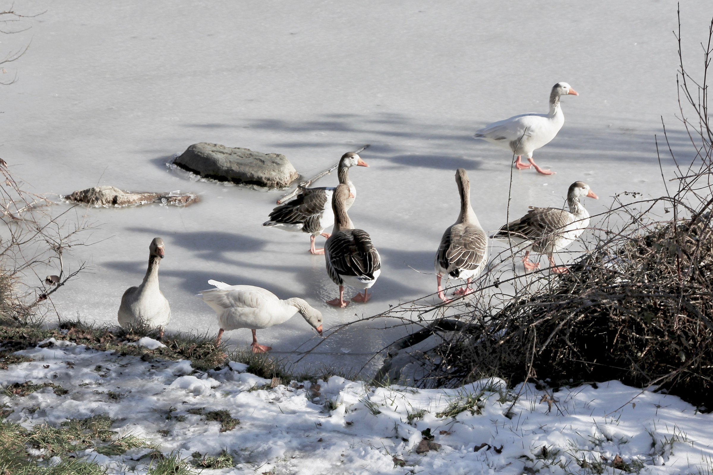 Pattinaggio su ghiaccio