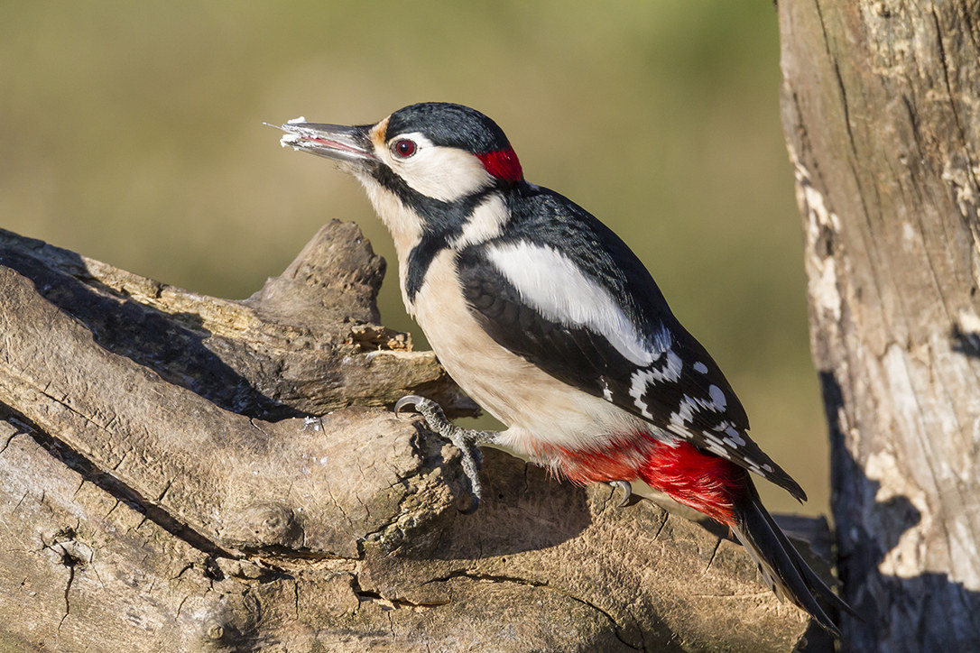 Picchio rosso maggiore