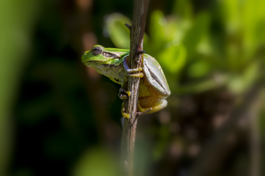 Hyla intermedia Boulenger, 1882