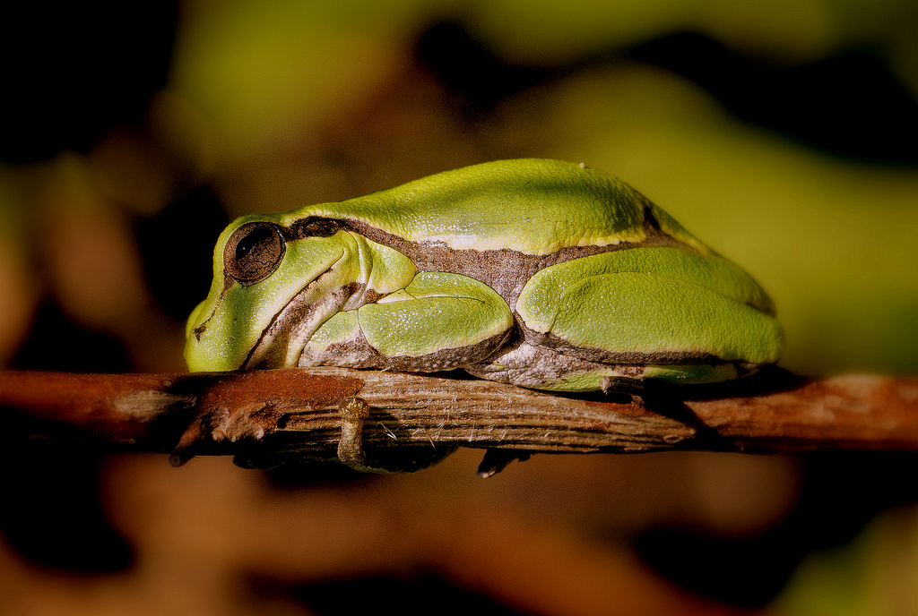 Hyla intermedia Boulenger, 1882